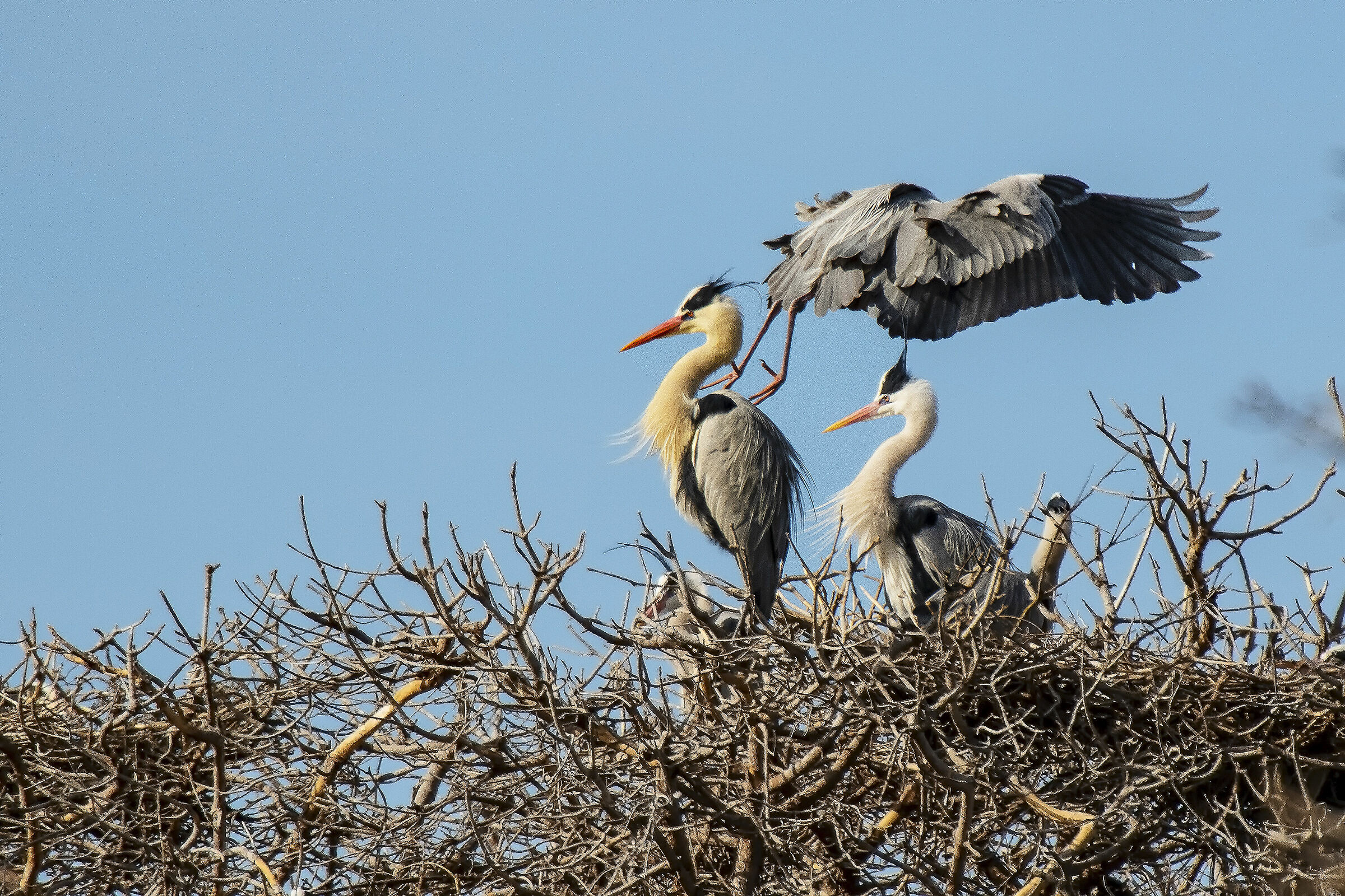 Traffico sulla Garzaia