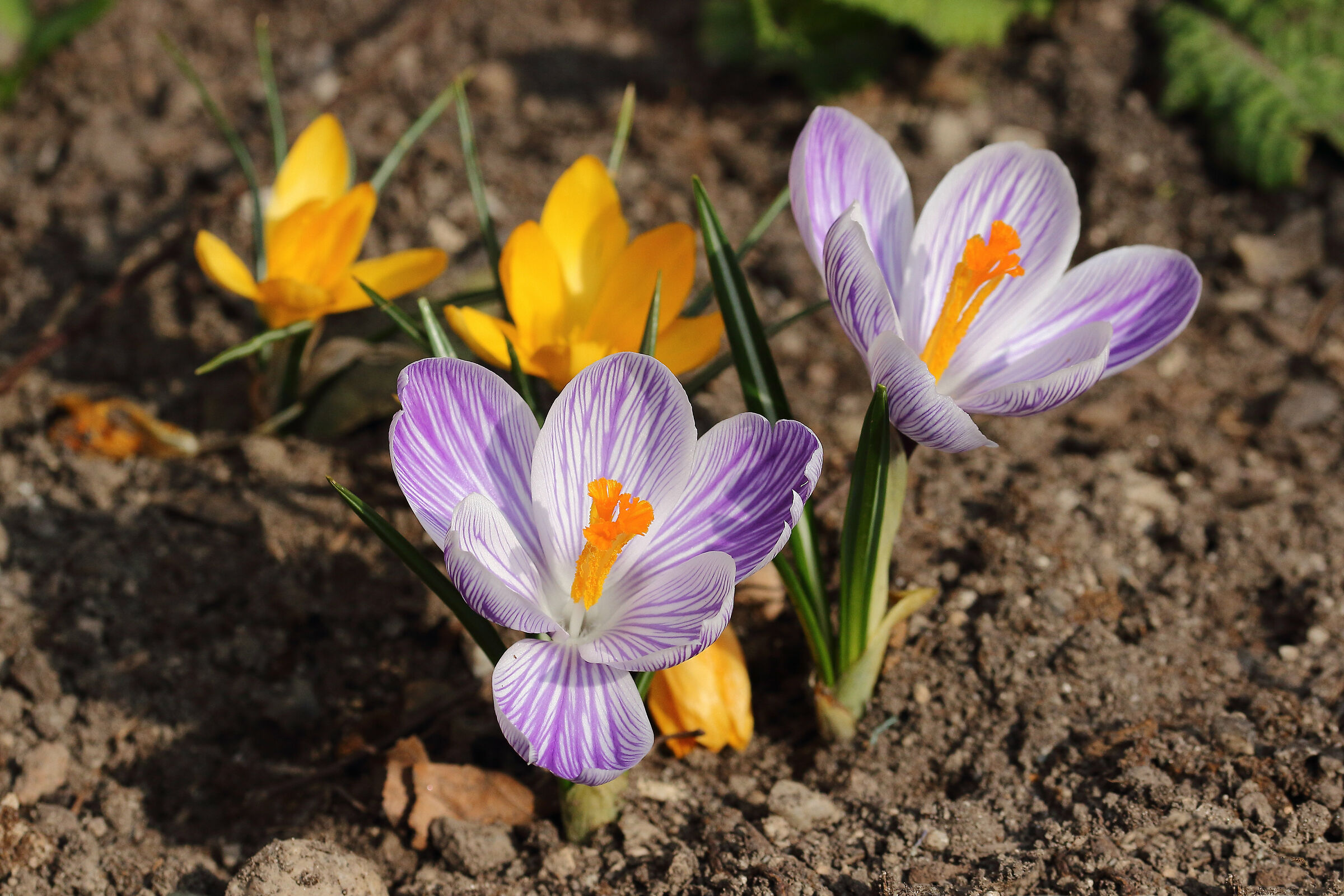 primi segnali di fine inverno