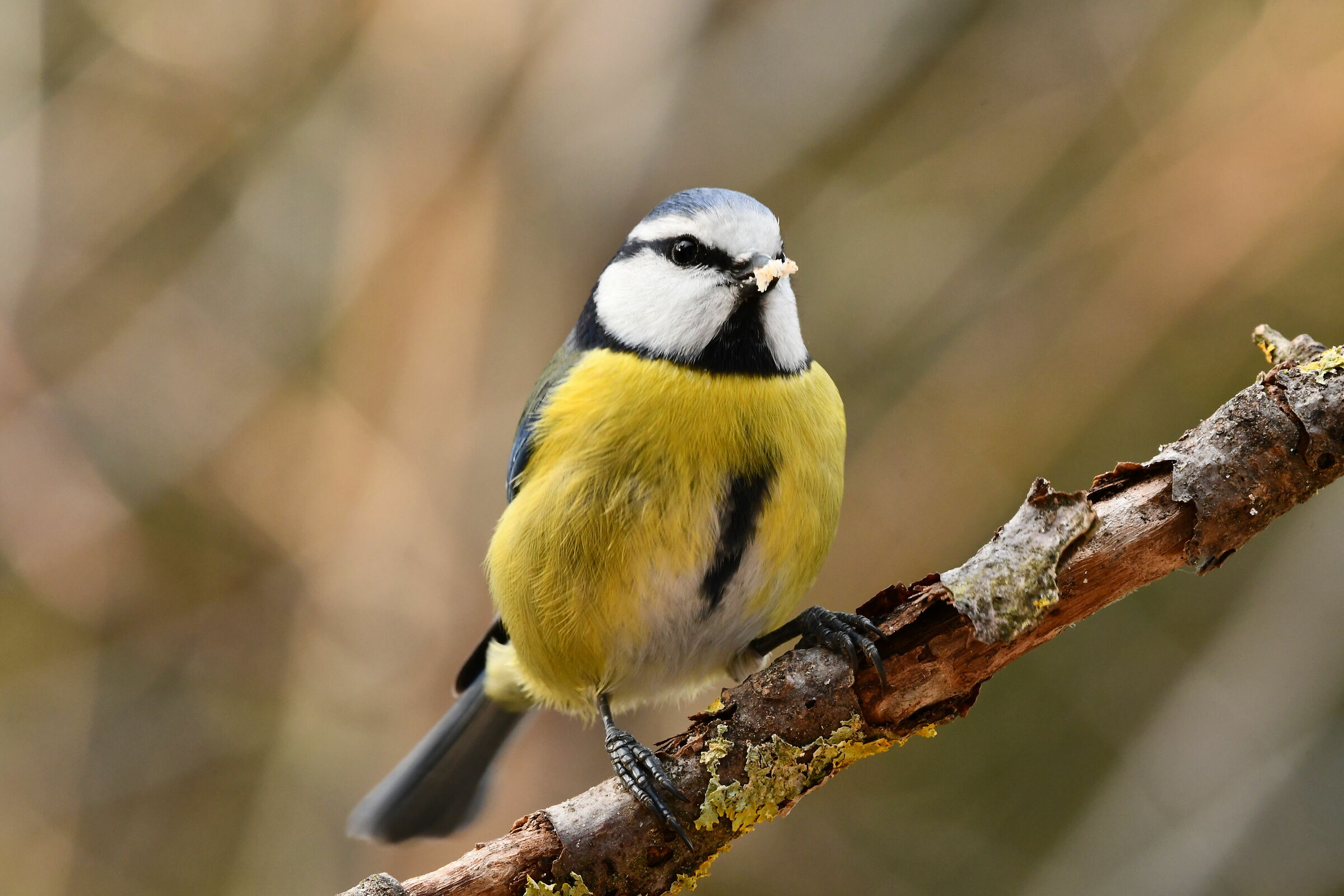 I just need an Abriciola