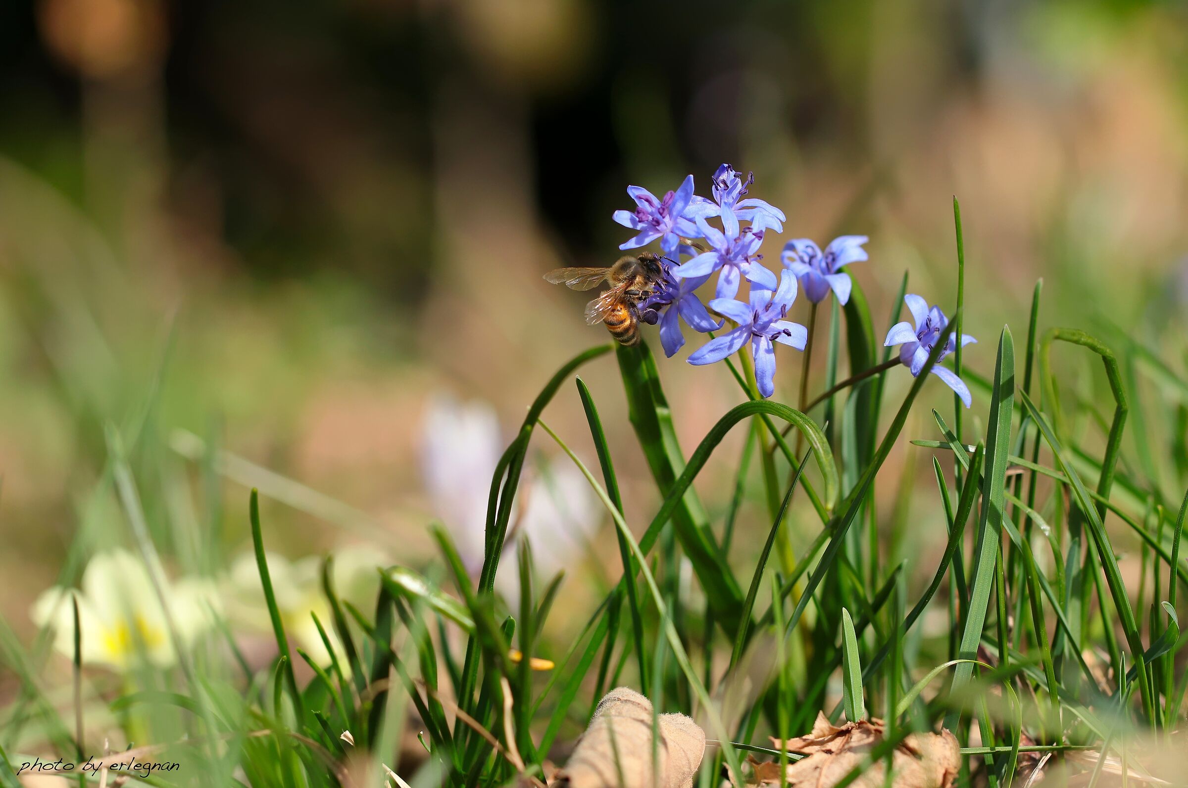 Spuntino di primavera
