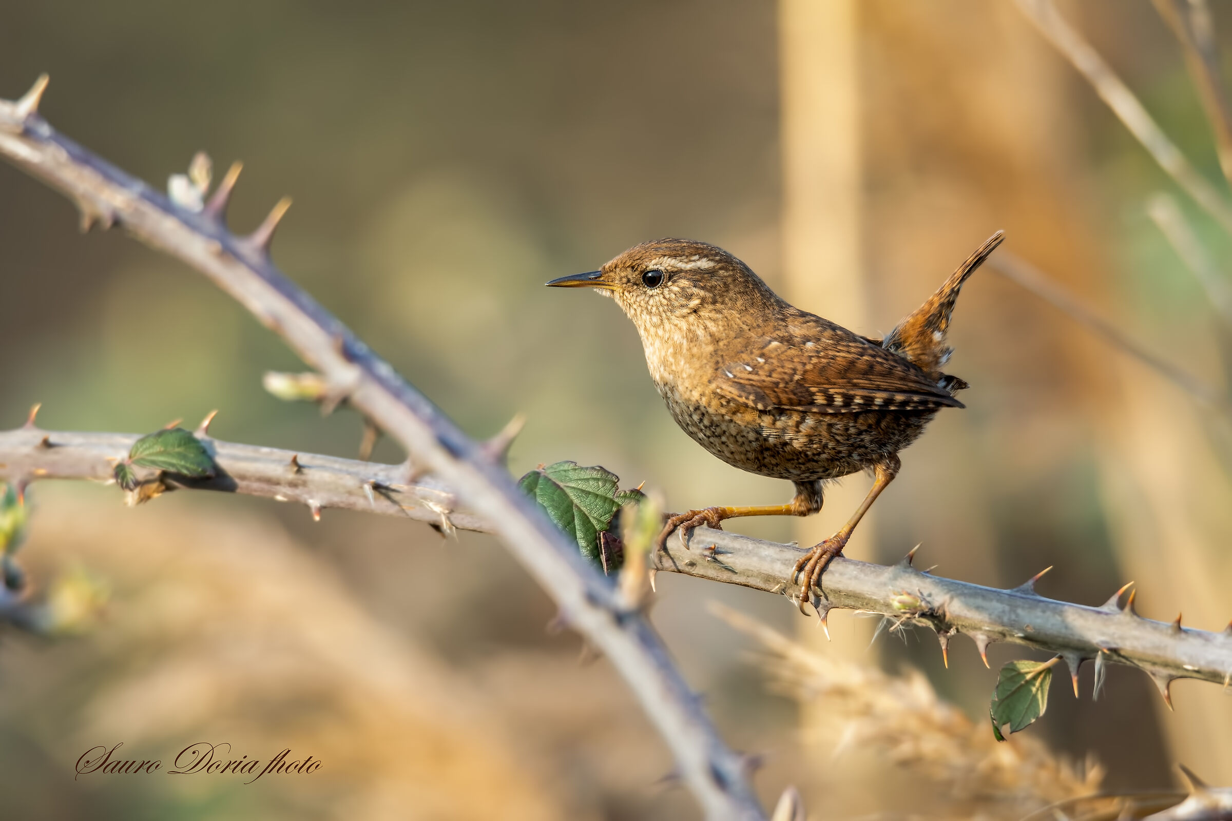 Wren, 9 grams of sympathy.