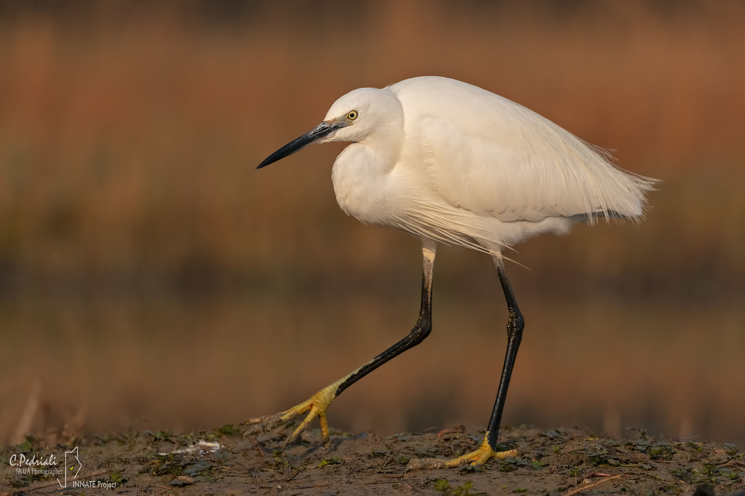 Garzetta... First lights...