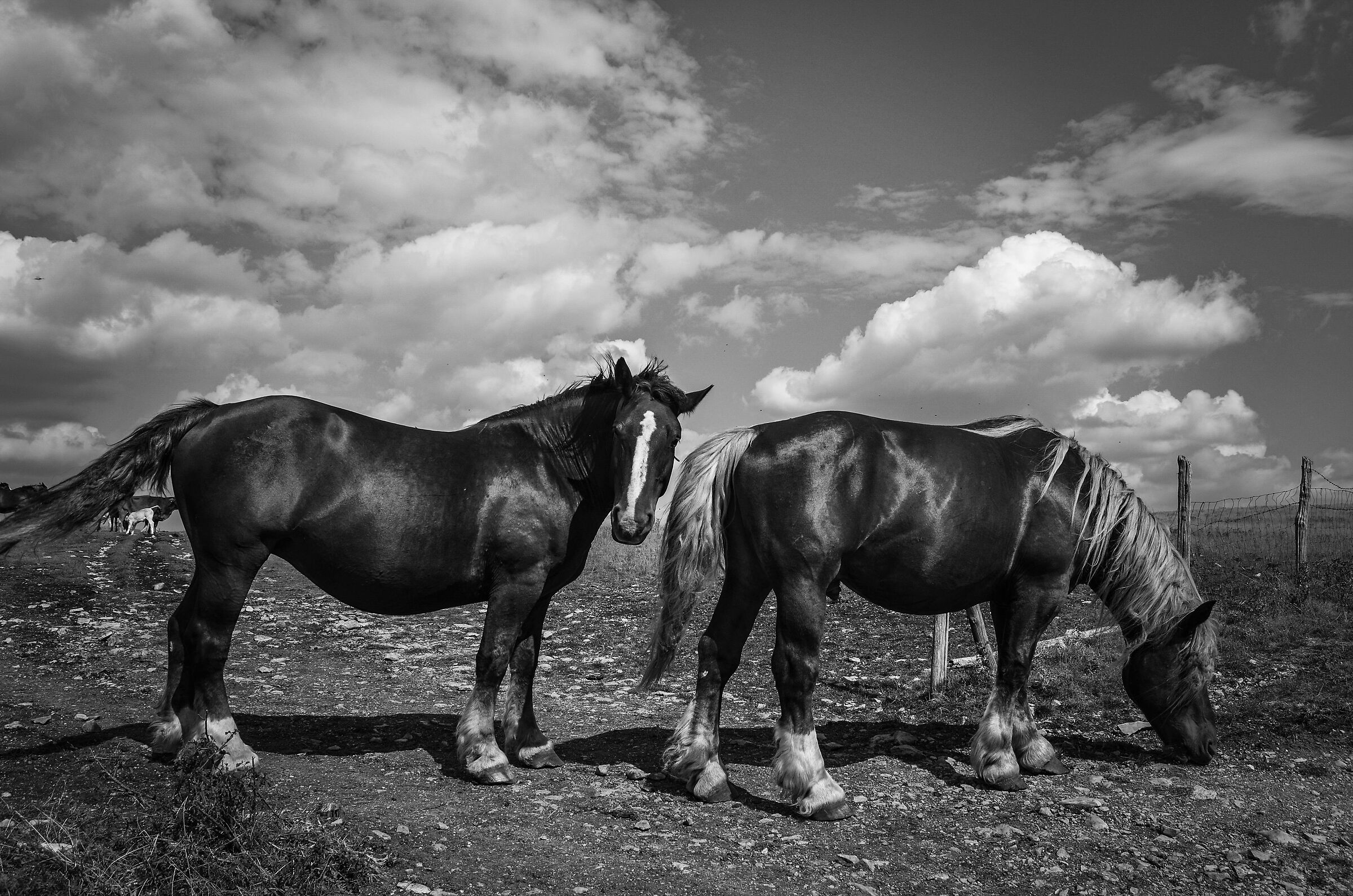 Horses Monte Subasio