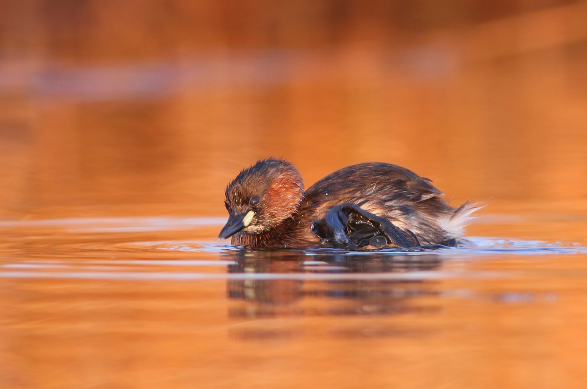 Little Grebe
