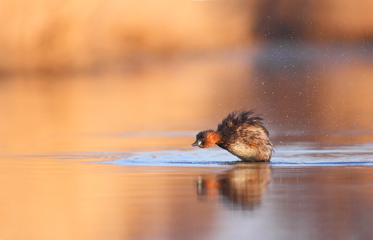 Little Grebe