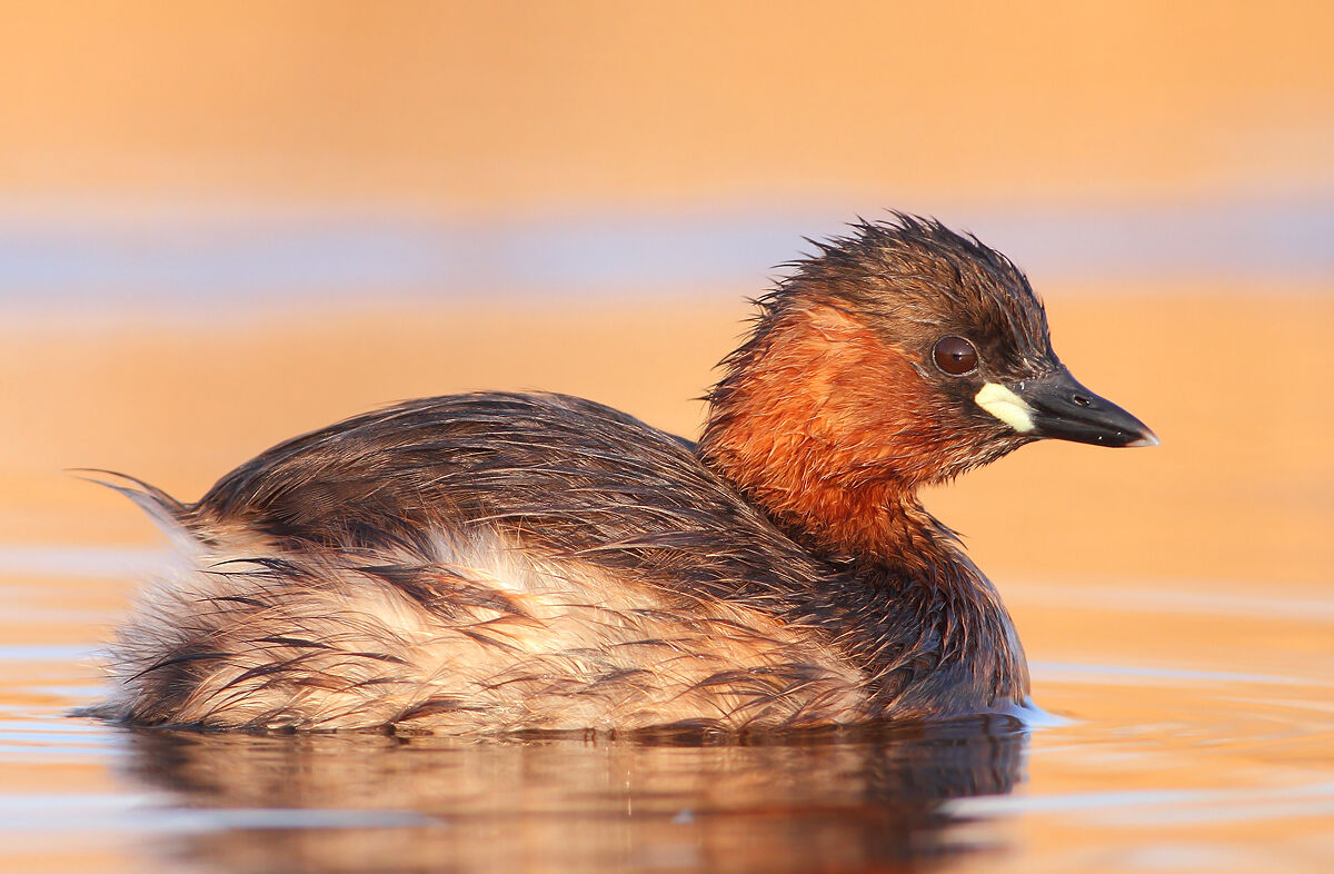 Little Grebe