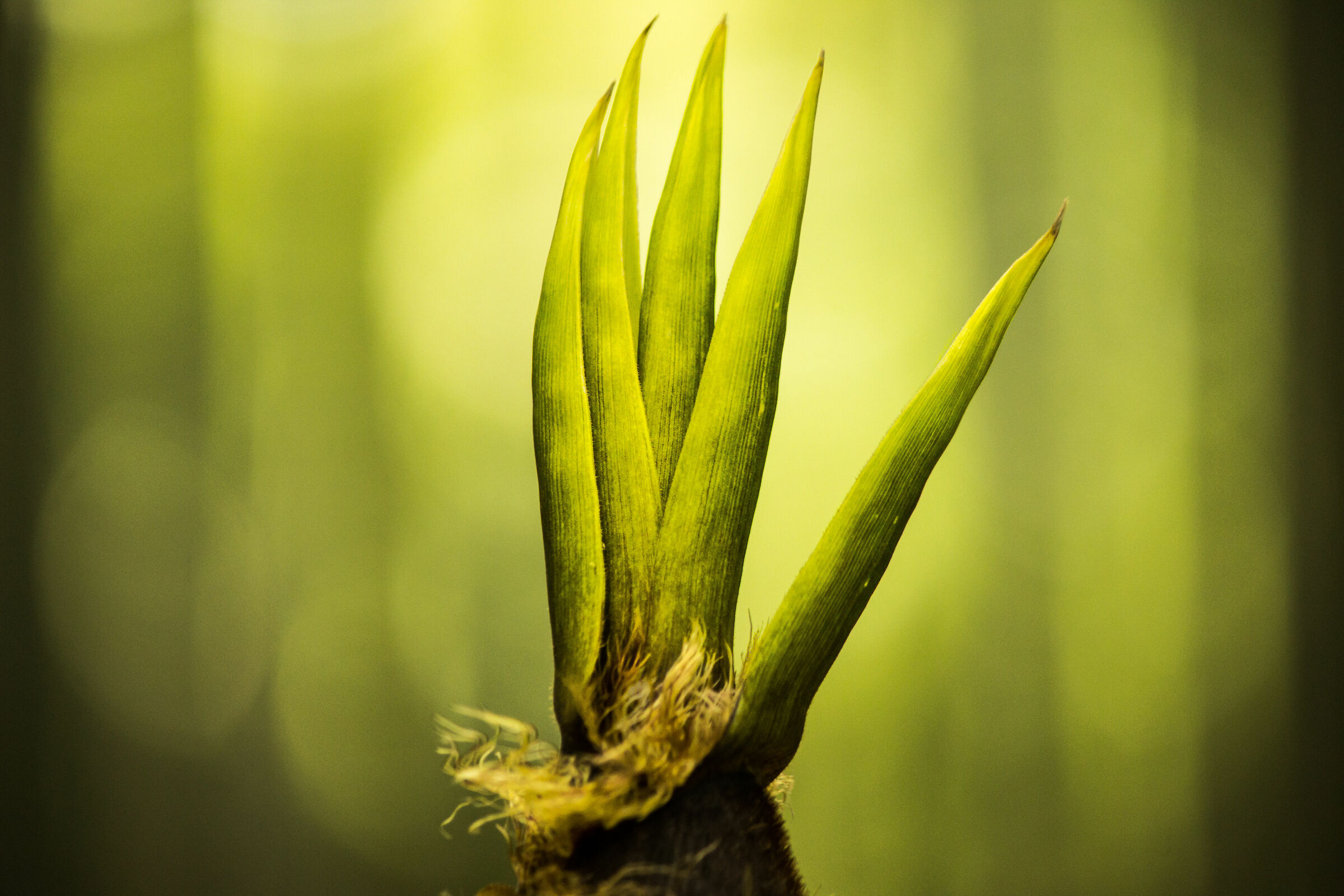 La mano di madre natura.