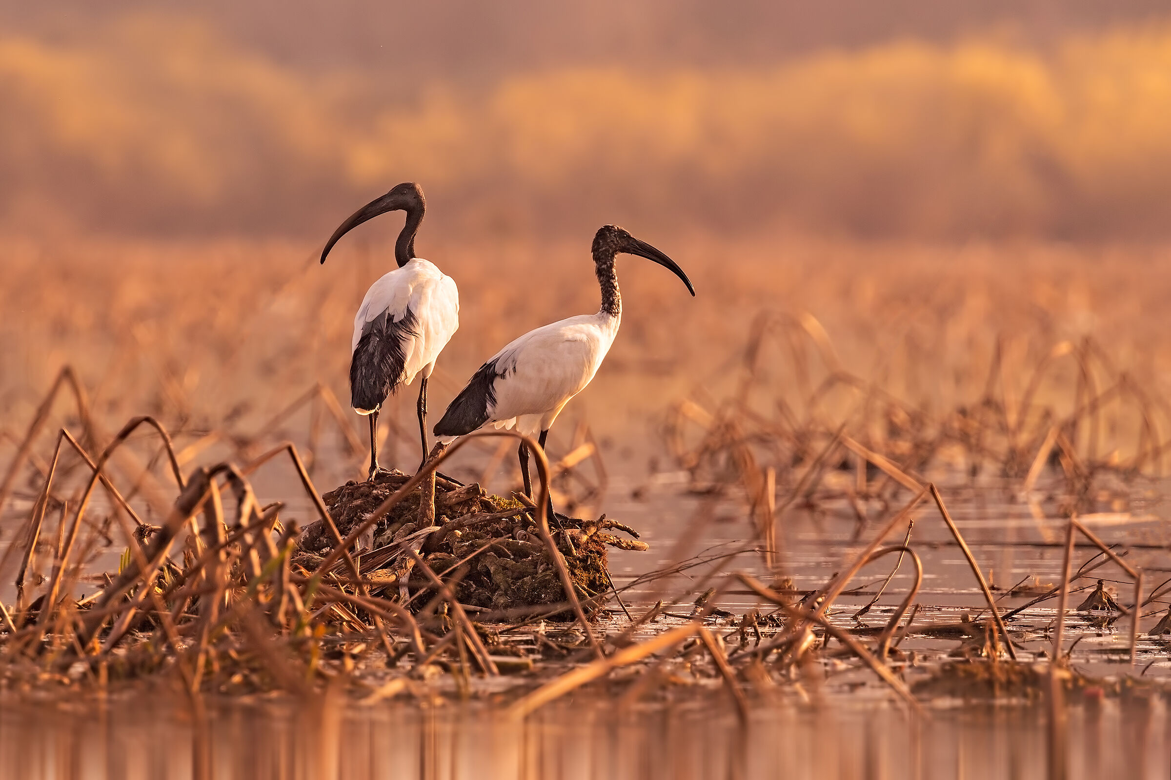 Lago Superiore di Mantova