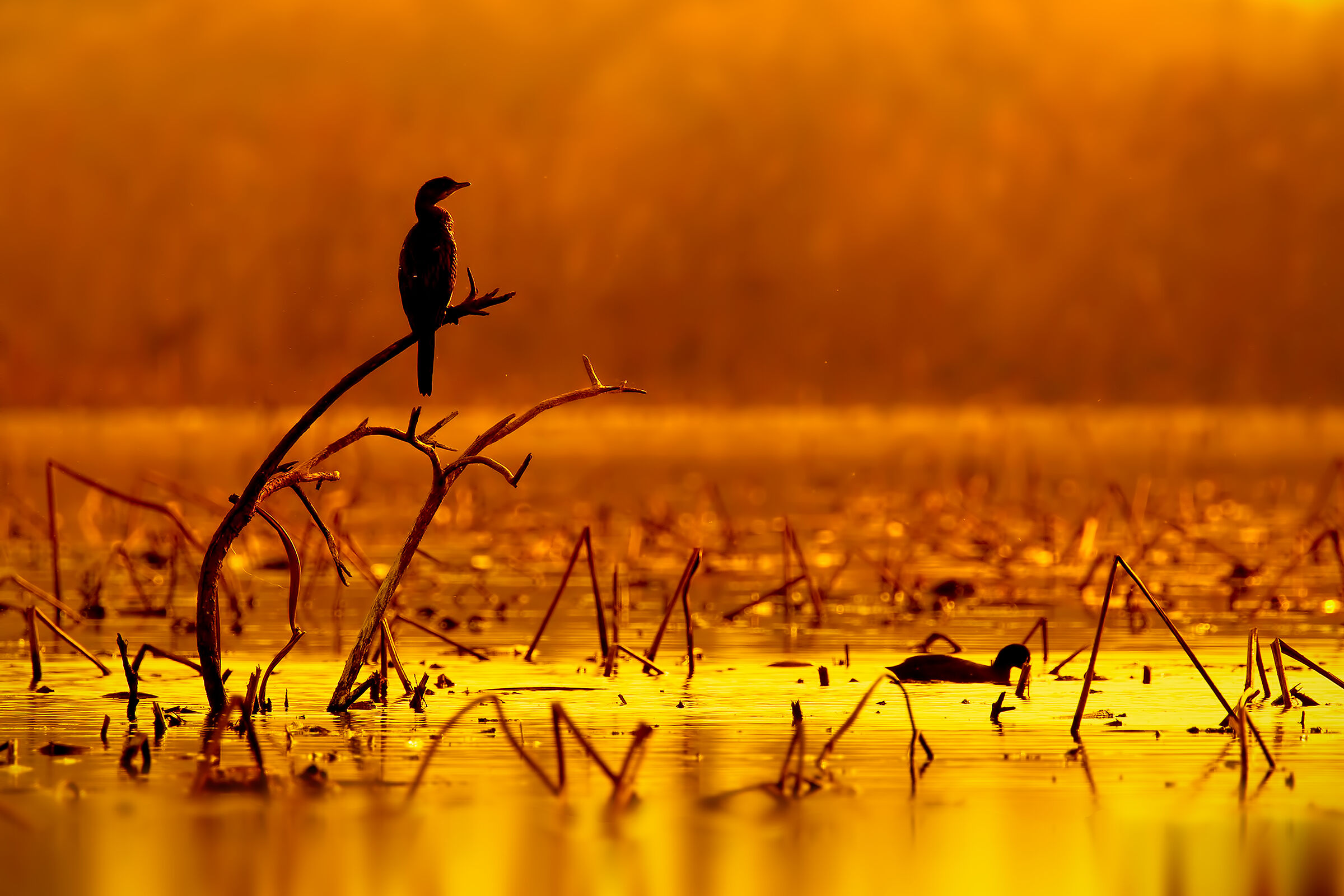 Silhouette di Marangone minore