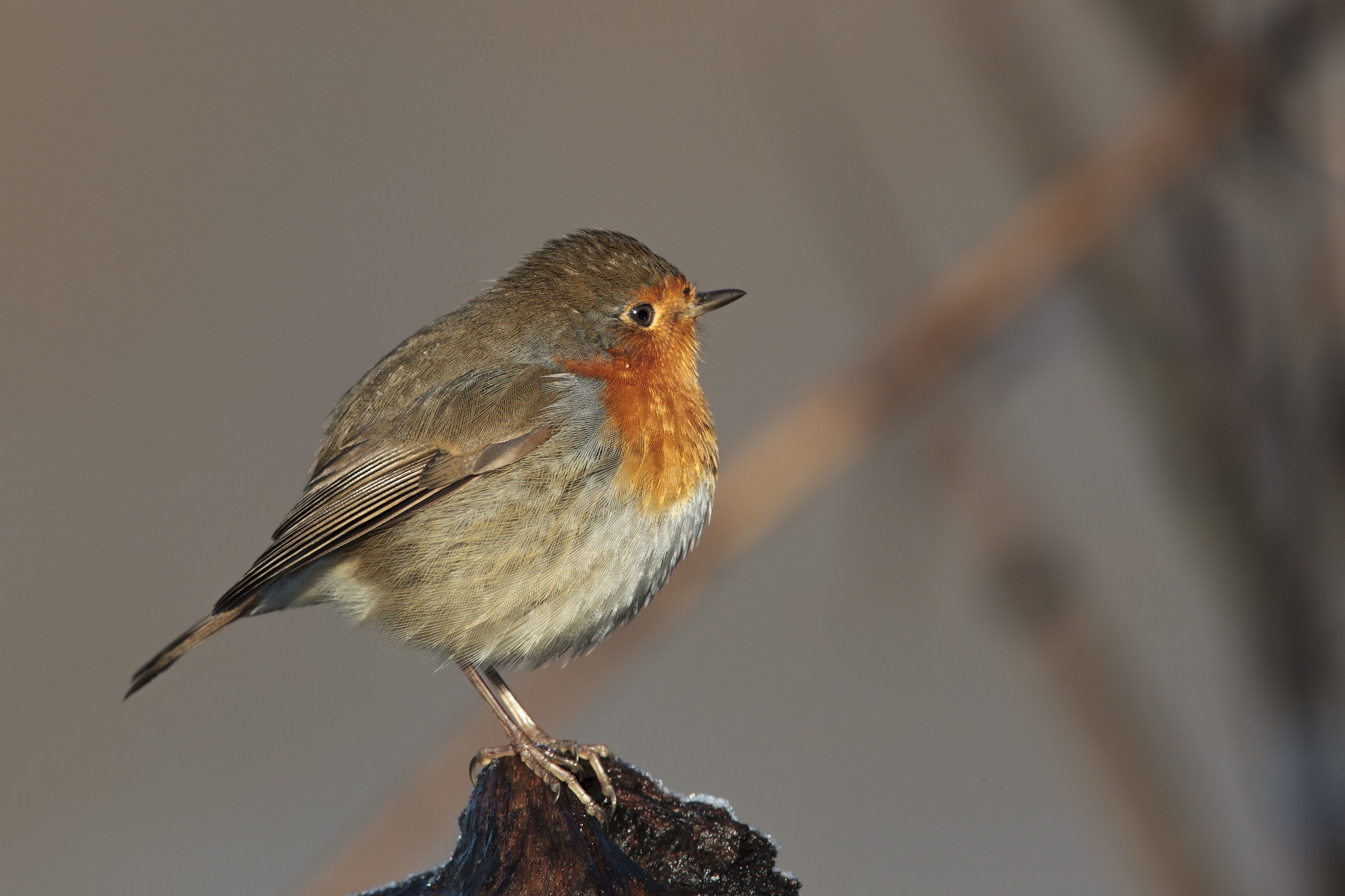 Pettirosso s.rossore zeffirophoto