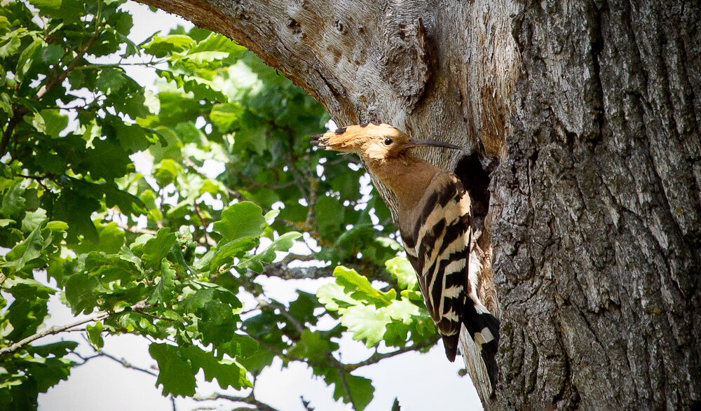 Hoopoe