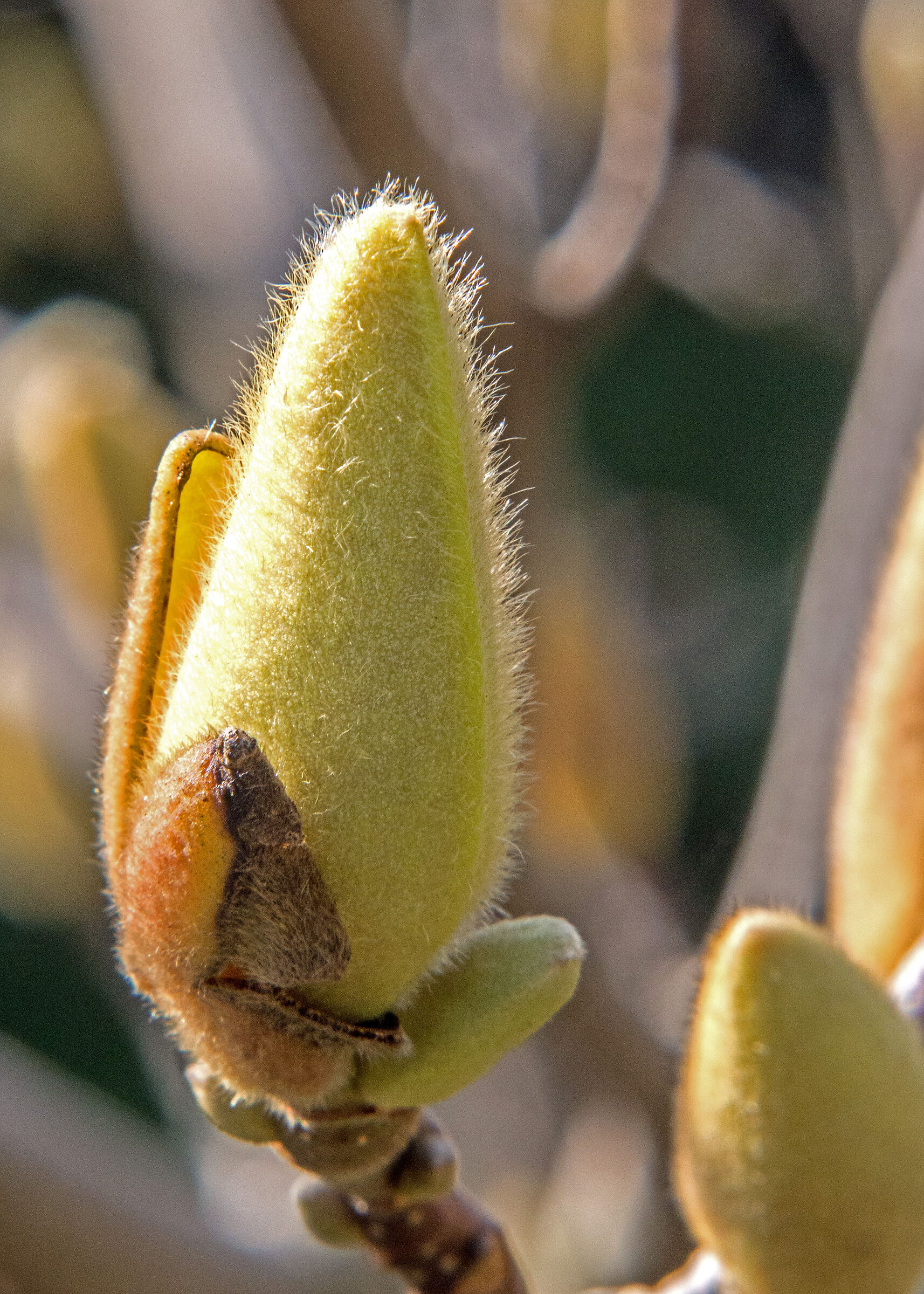 Bocciolo di Magnolia