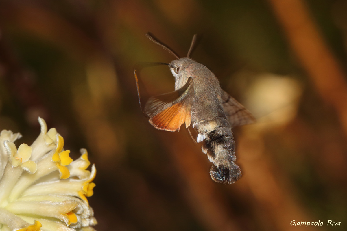 Macroglossum macroglossum Soaring