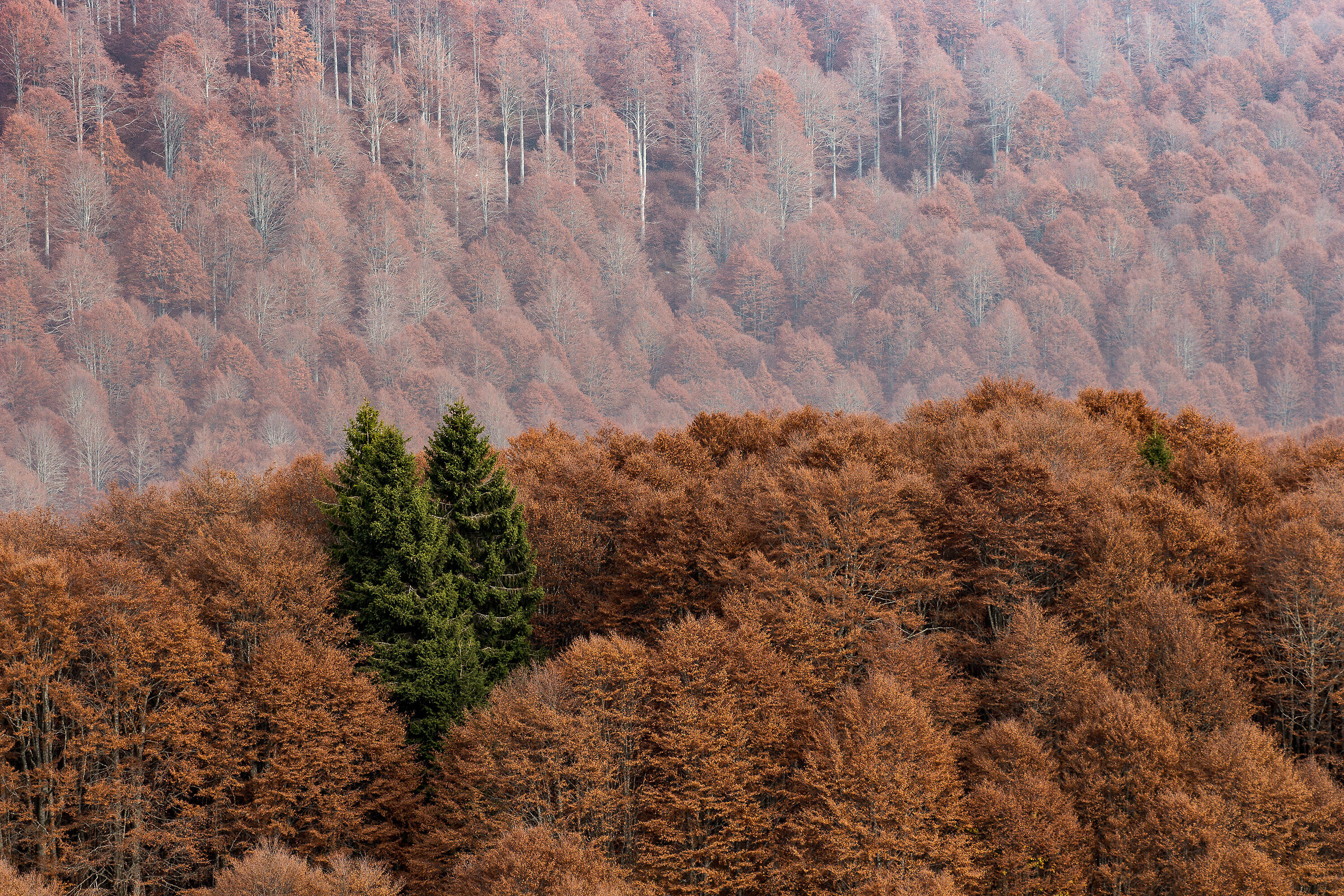 The three lonely Firs