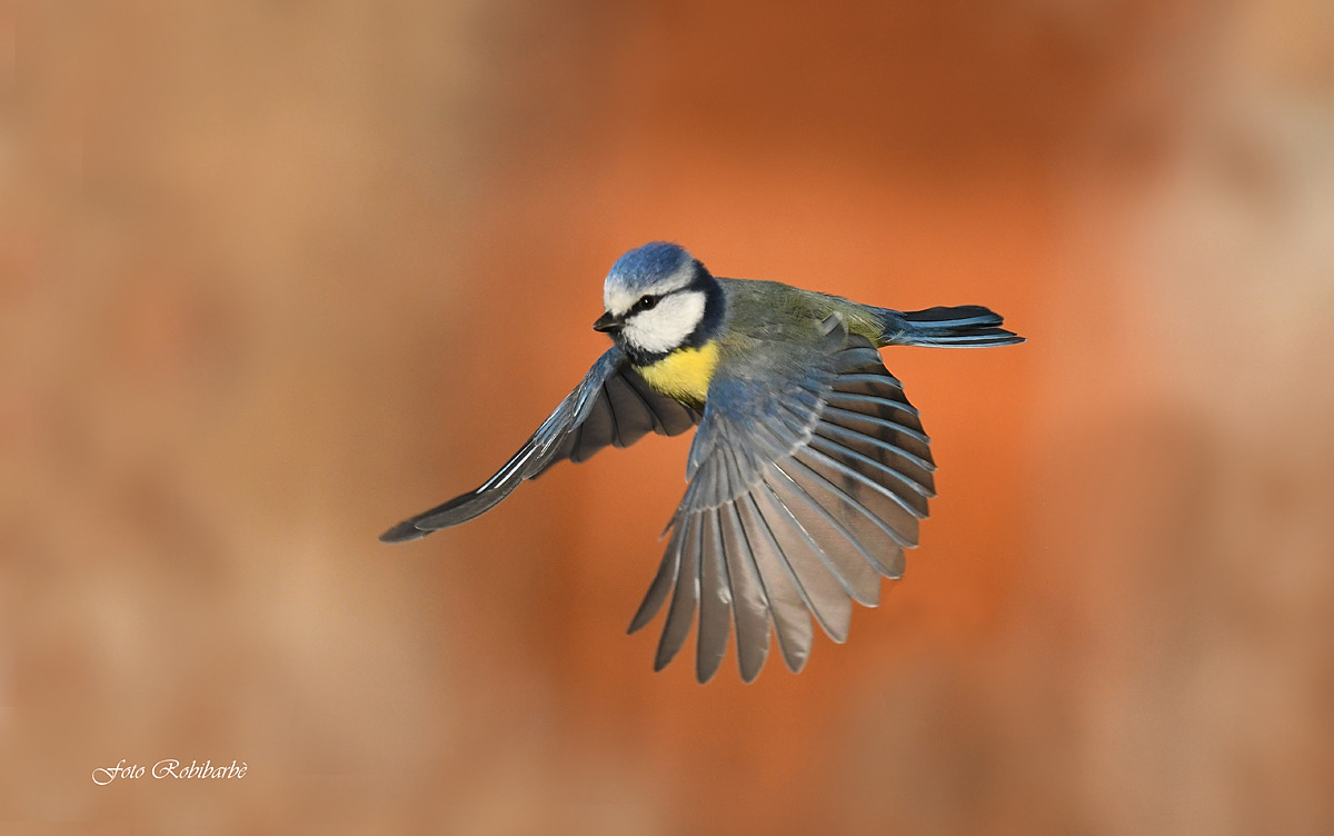 Flying Cinciarella...