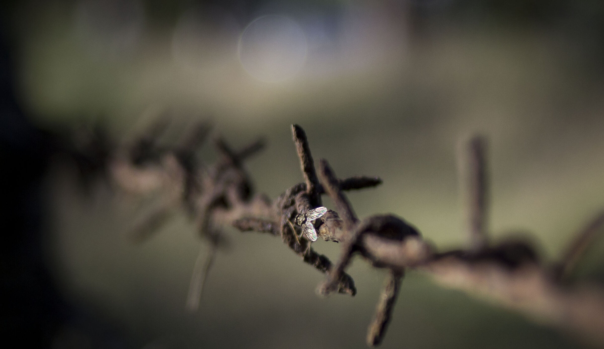 Mosca su filo spinato