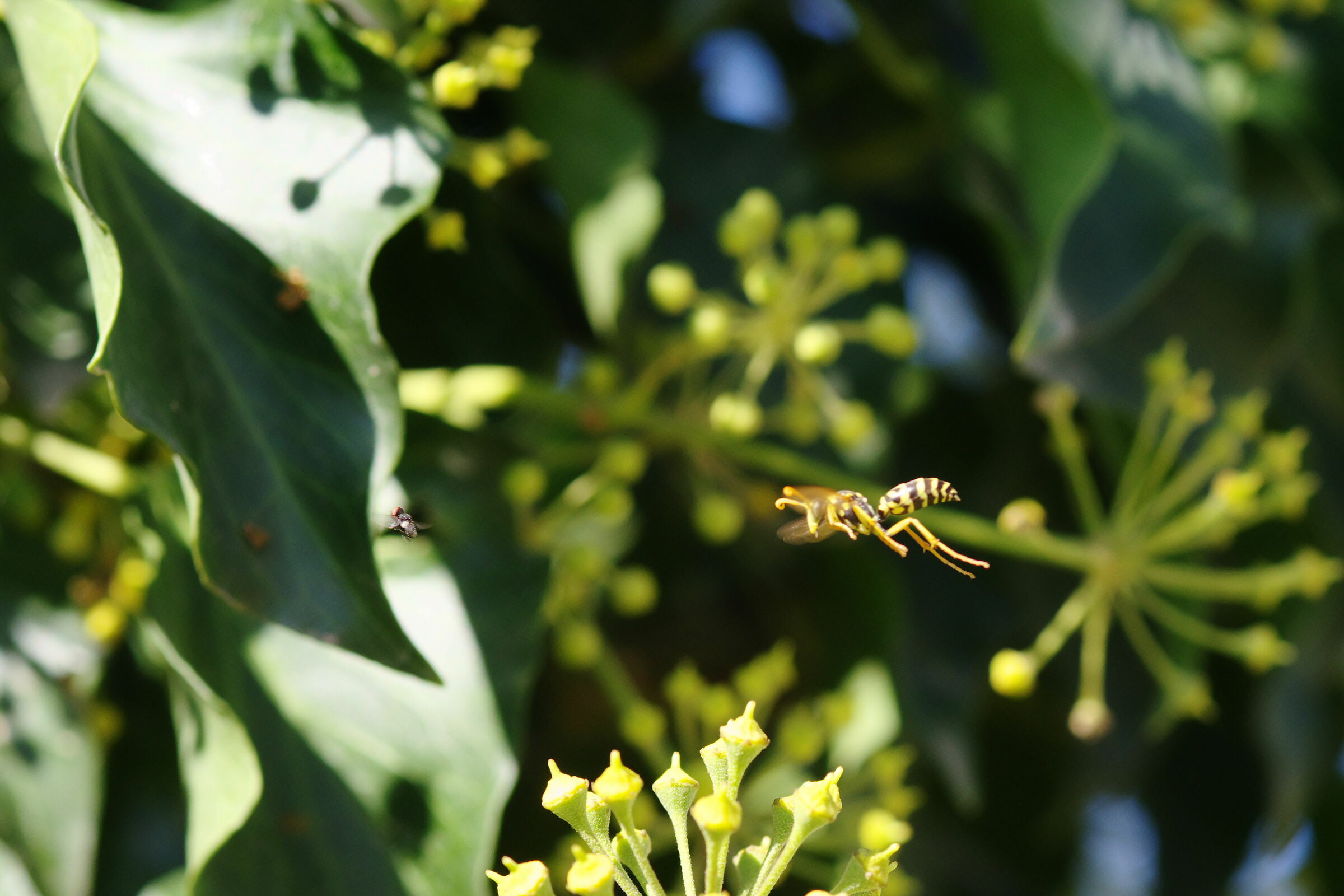 The Wasp and the fly