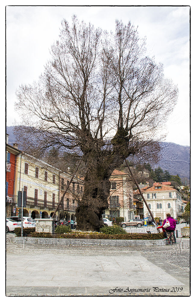 L'Olmo secolare di Mergozzo