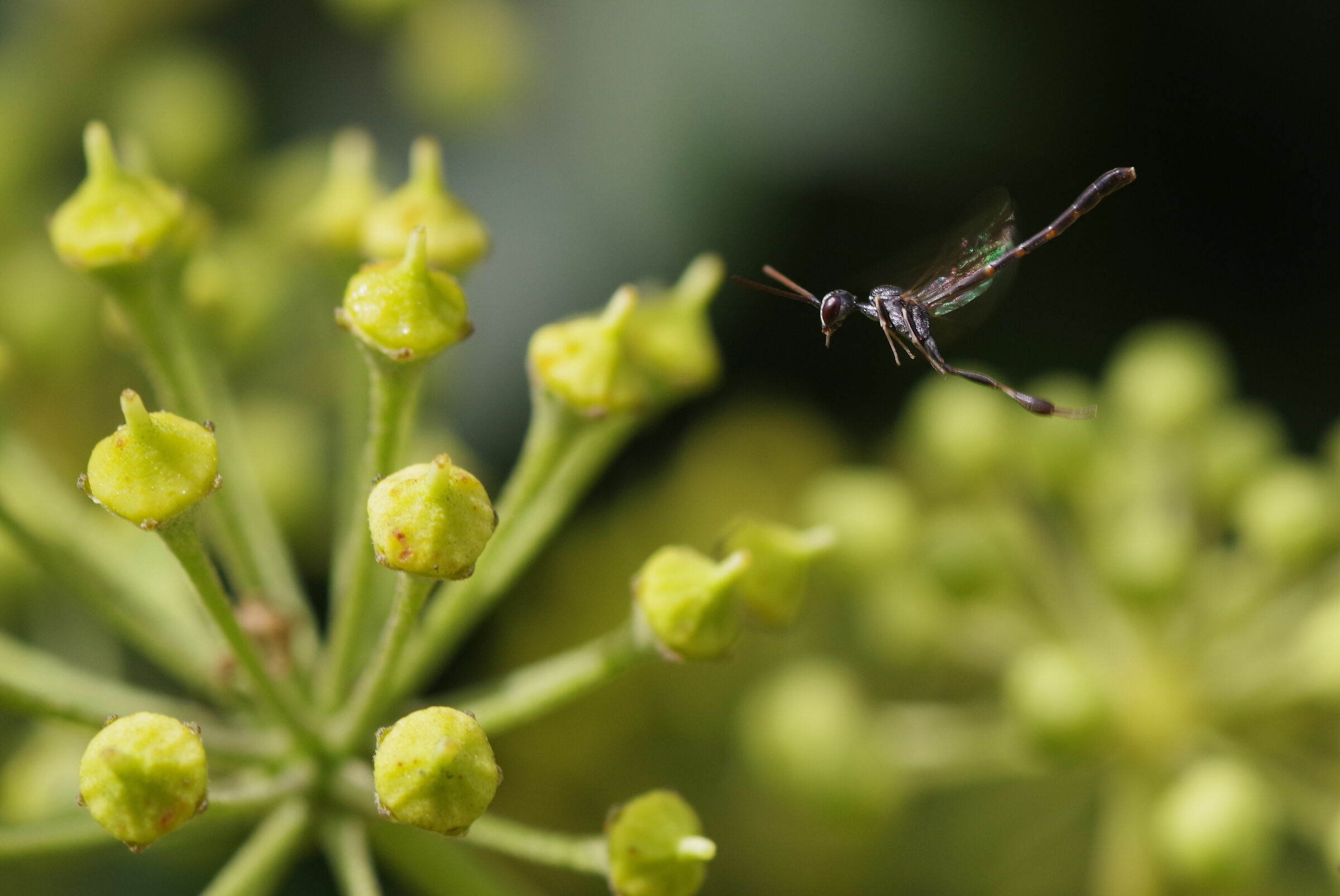 Gasteruption in flight