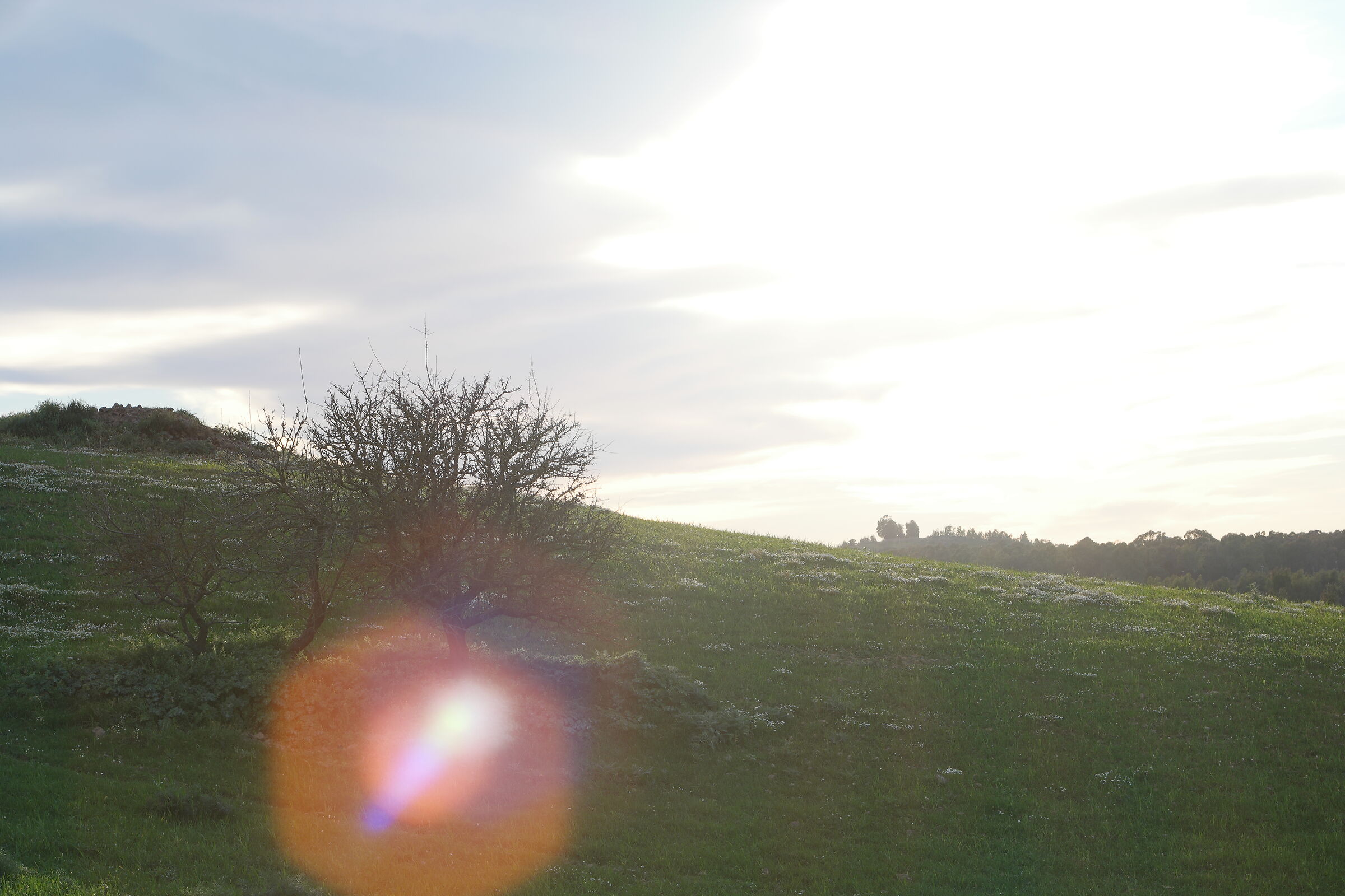 Test flare 50mm ML 2 - scatto grezzo