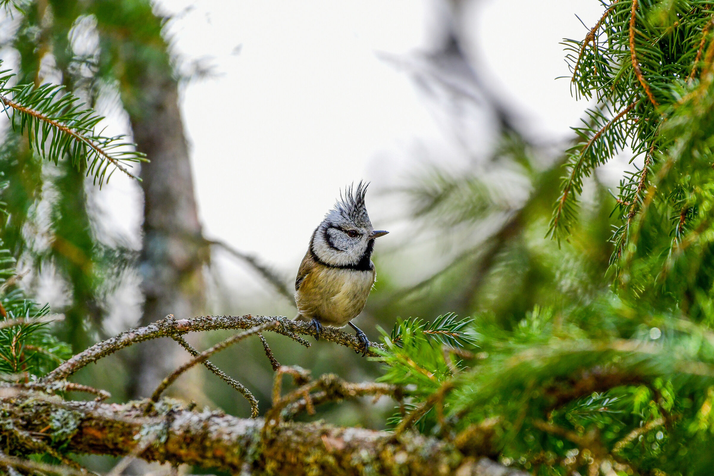 Cincia from the Hidden cluck