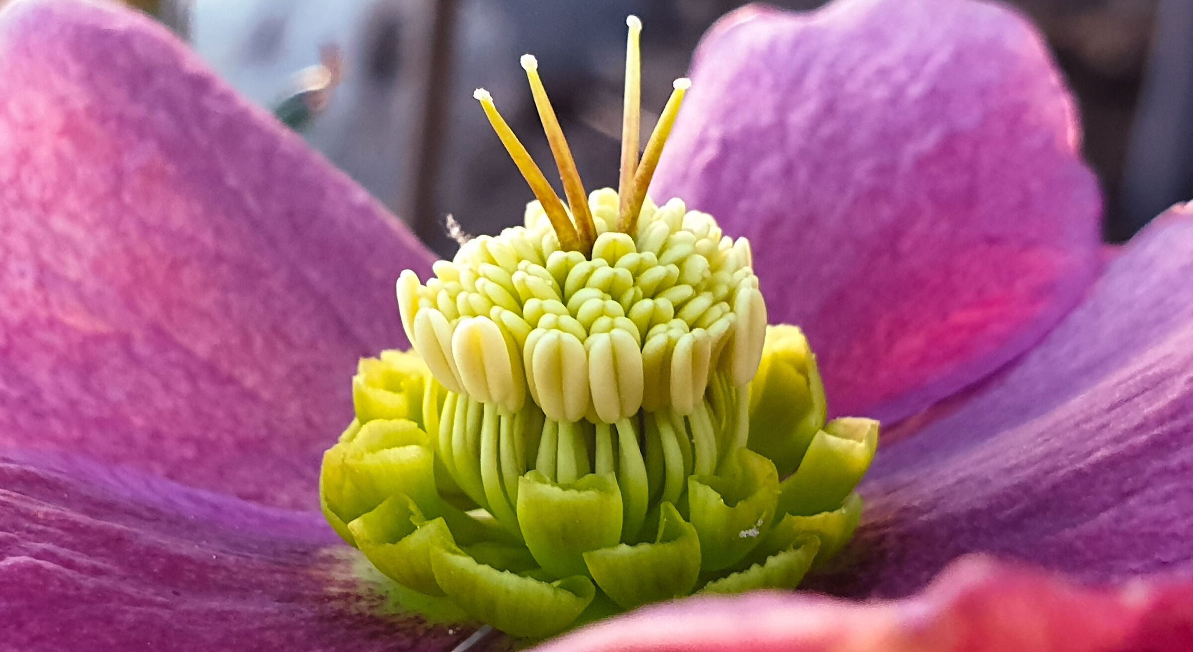 Helleborus zoom