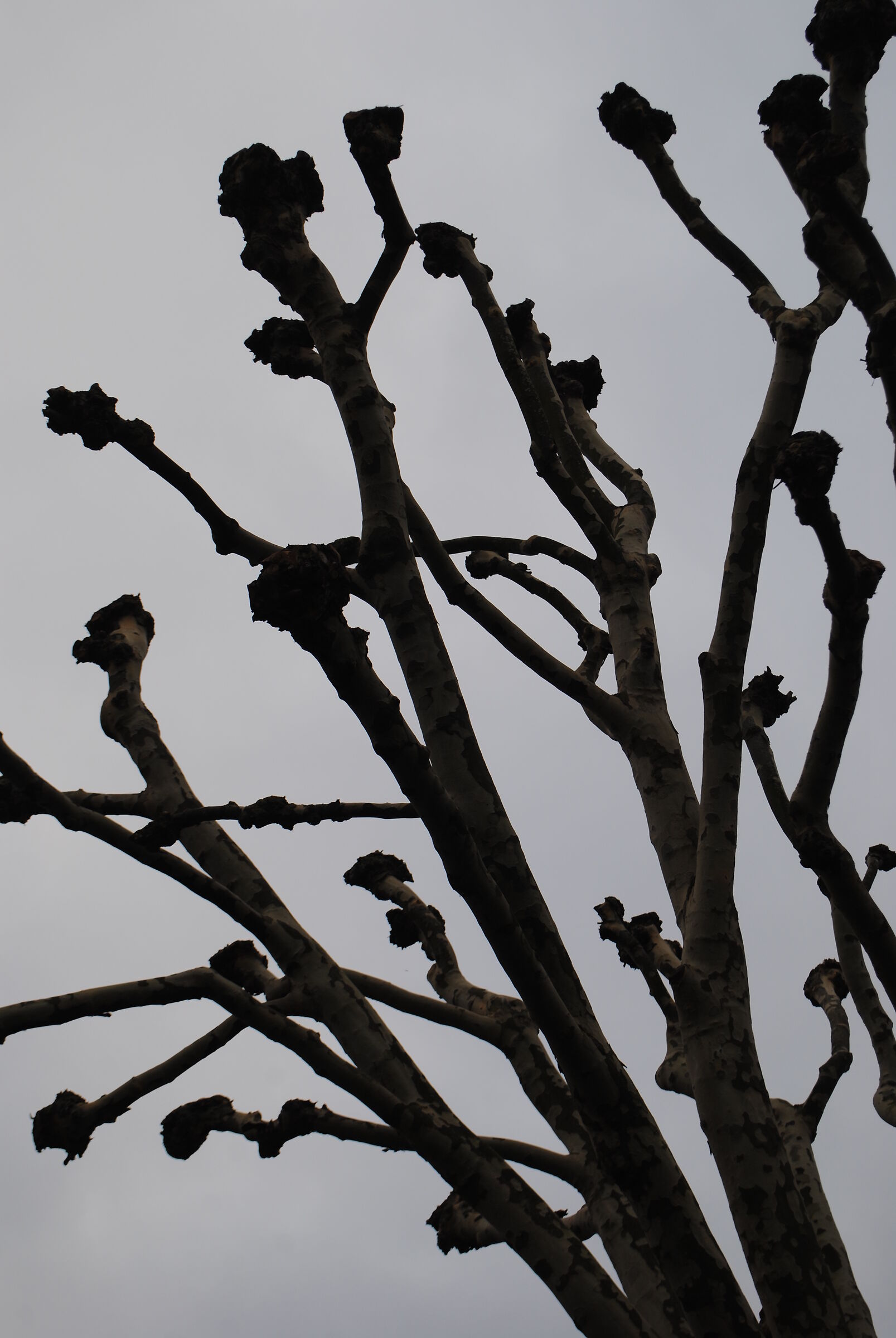 Primavera in Central Park (Londra) 1