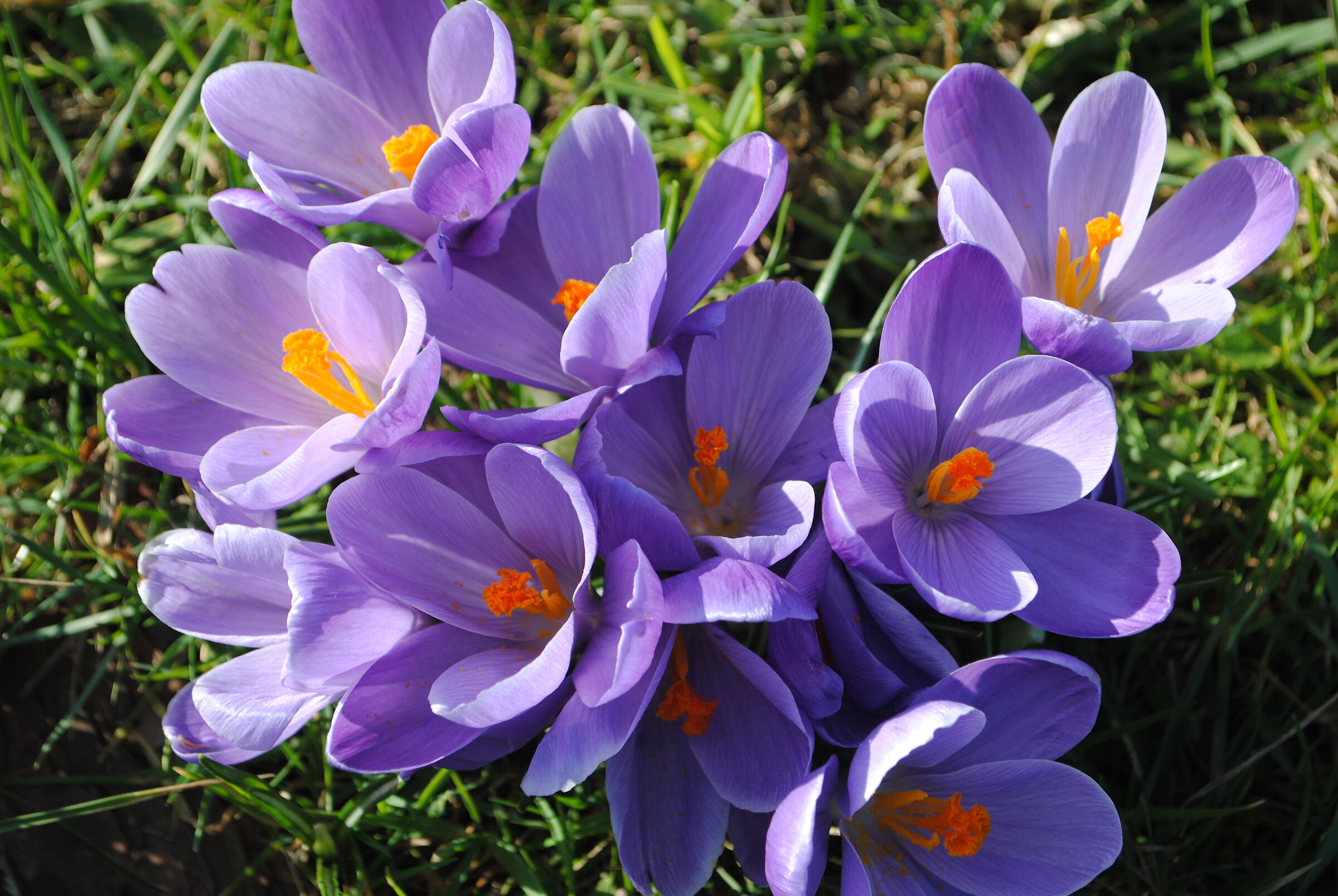 Primavera in Central Park (Londra) 2