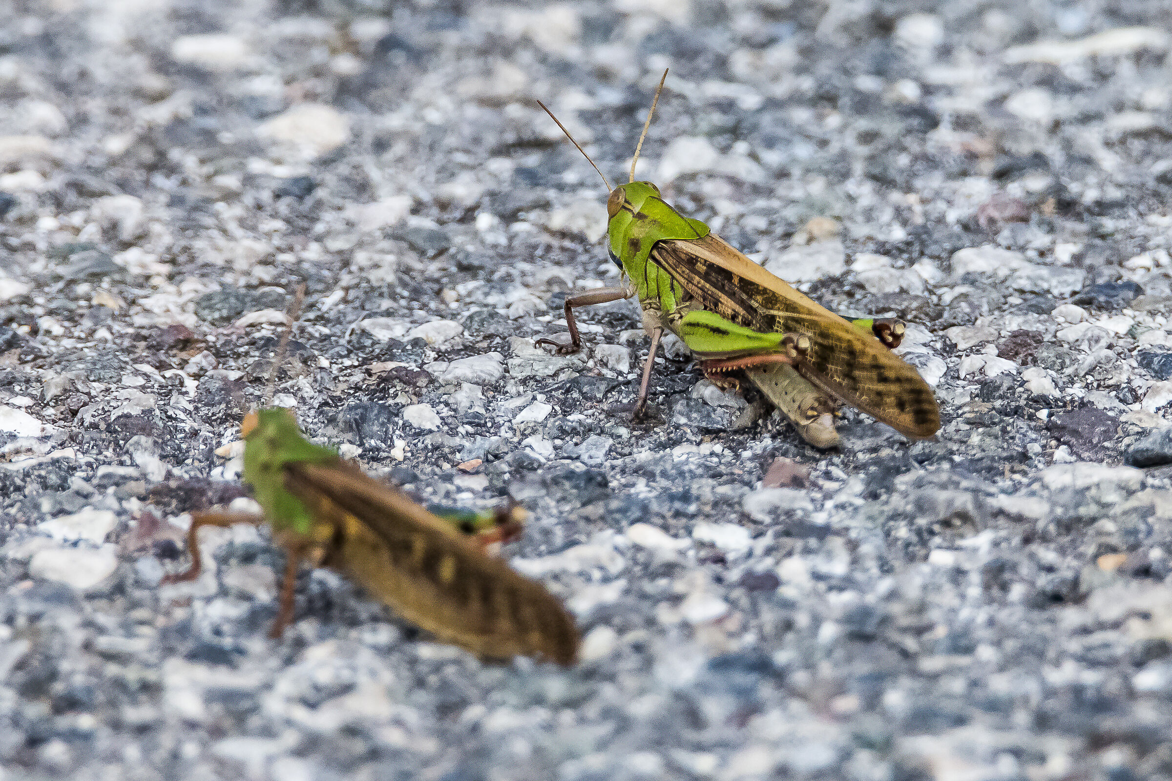 siamo la coppia più.........