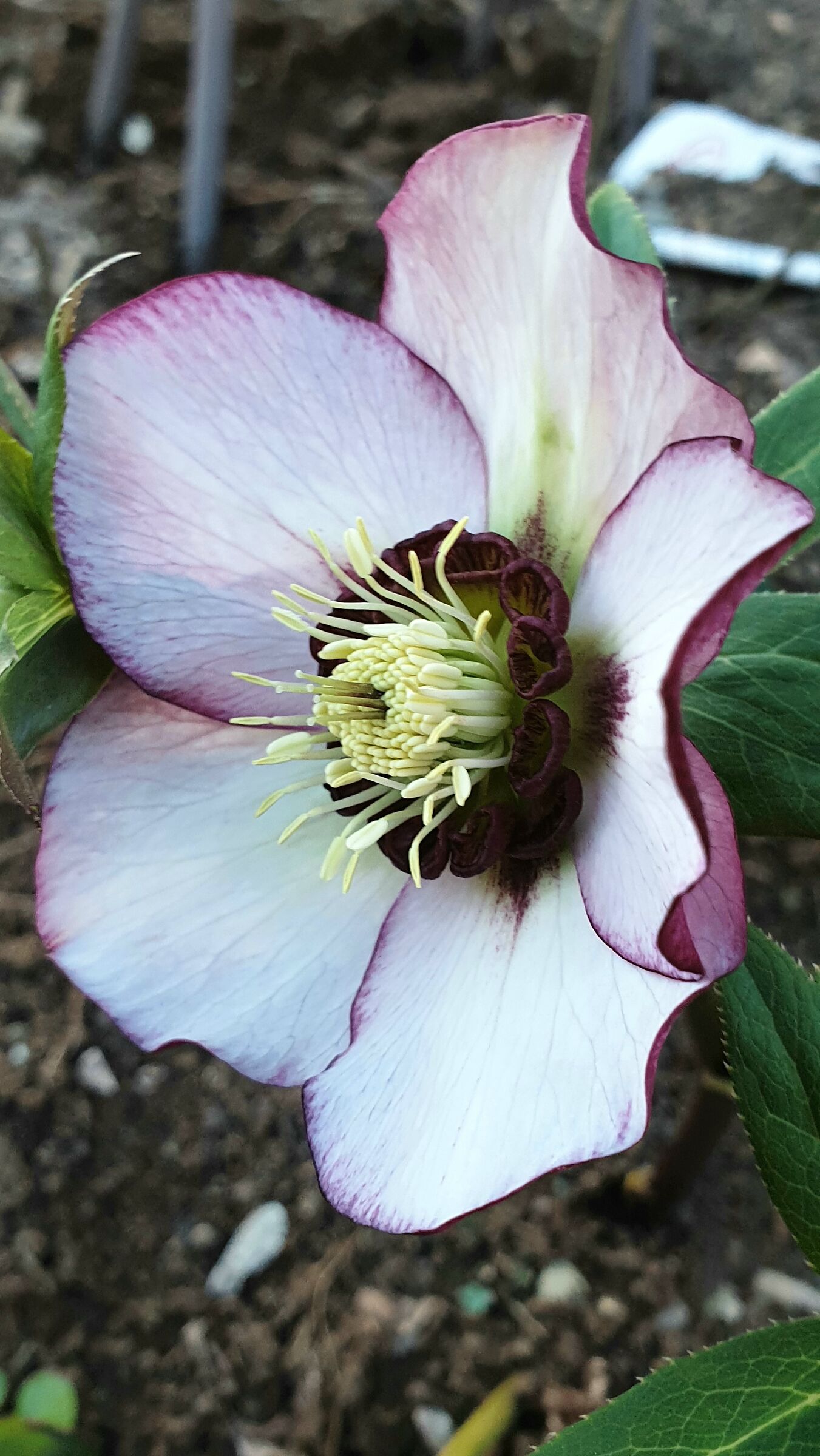 Helleborus Picotee star shaped