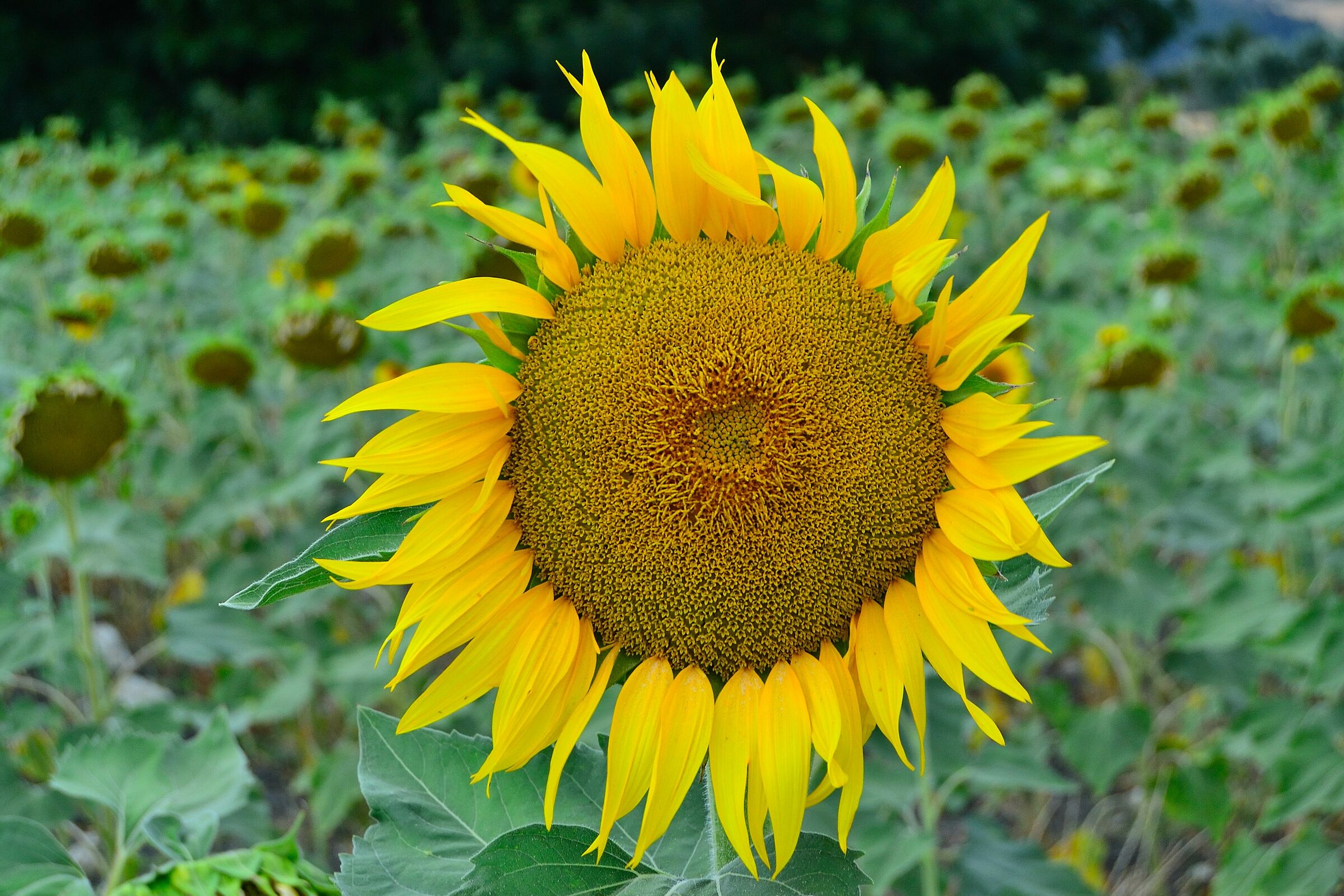 Alone in the midst of many....