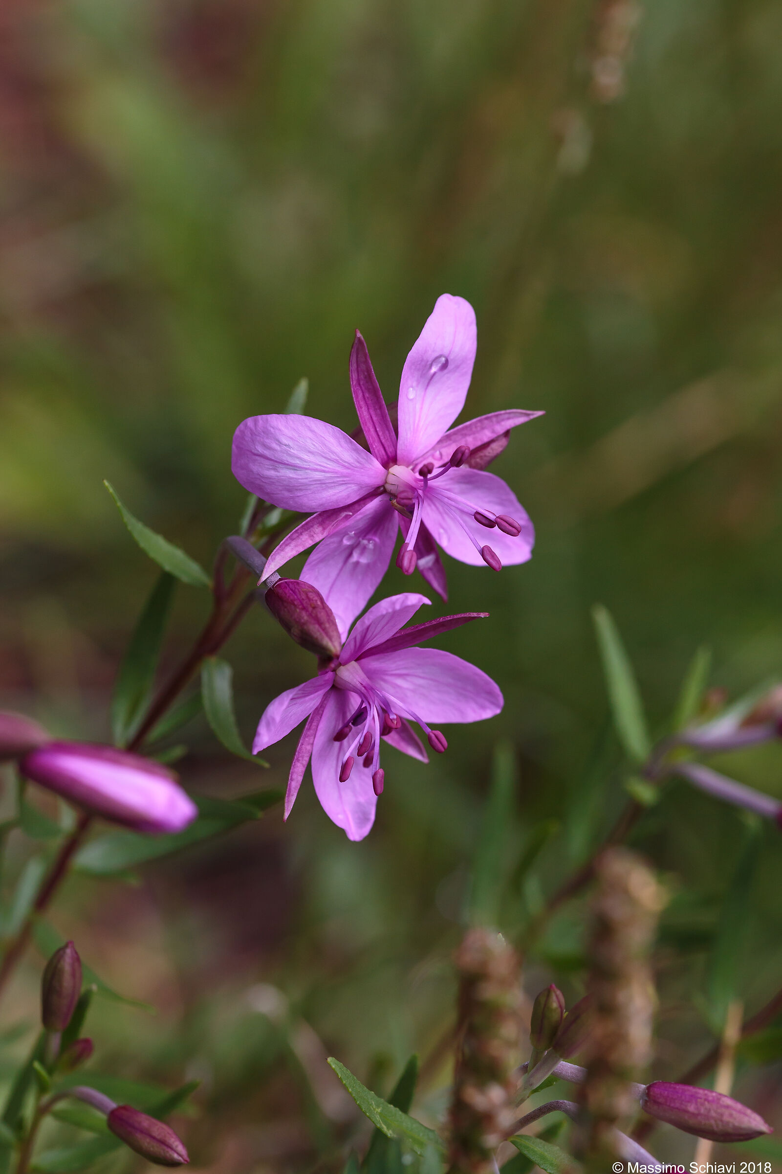 Garofanino di Fleischer - Chamaenerion fleischeri.