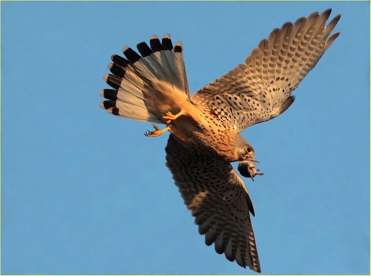 ,, x il topolino, è l'ultimo viaggio,,