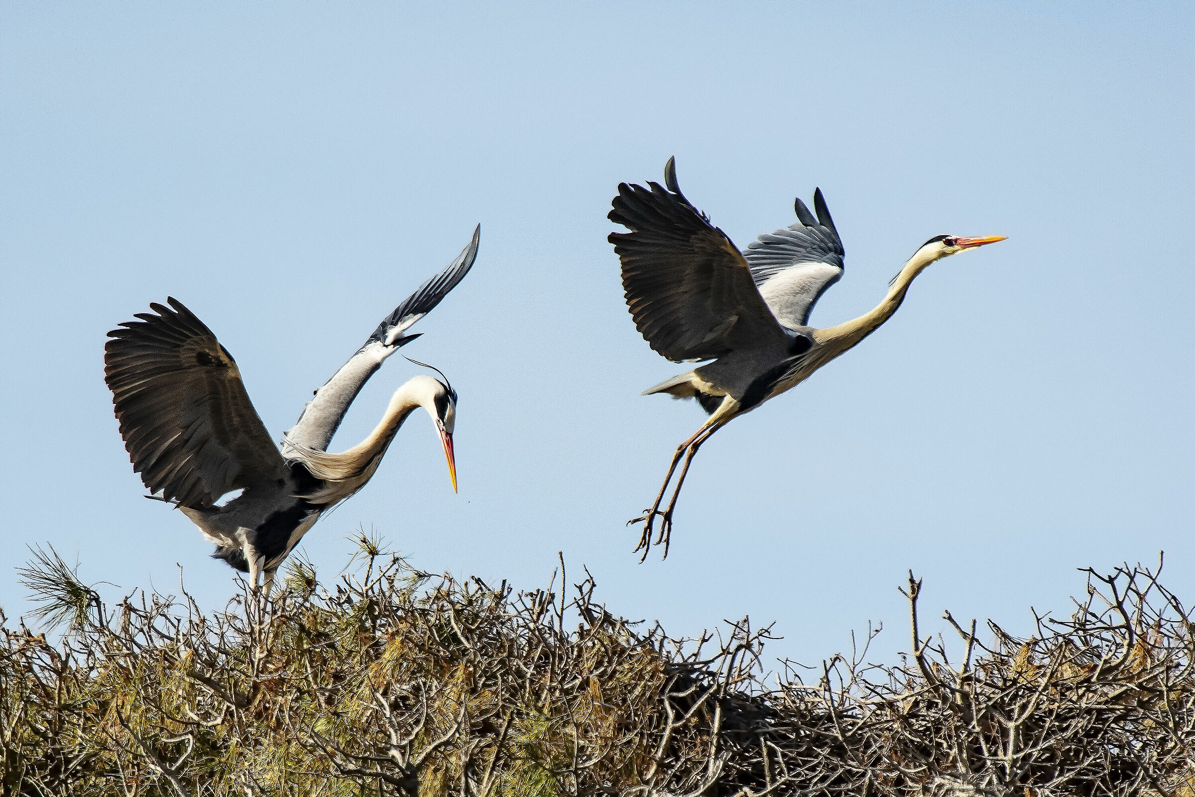 Cambio turno volante al nido