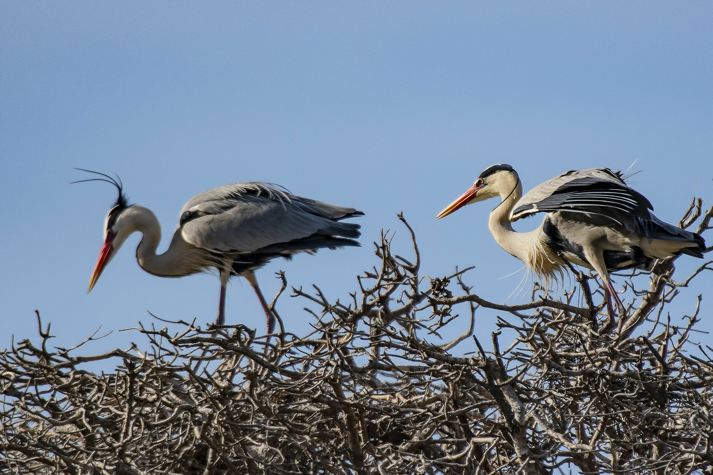 La coppia in riproduzione
