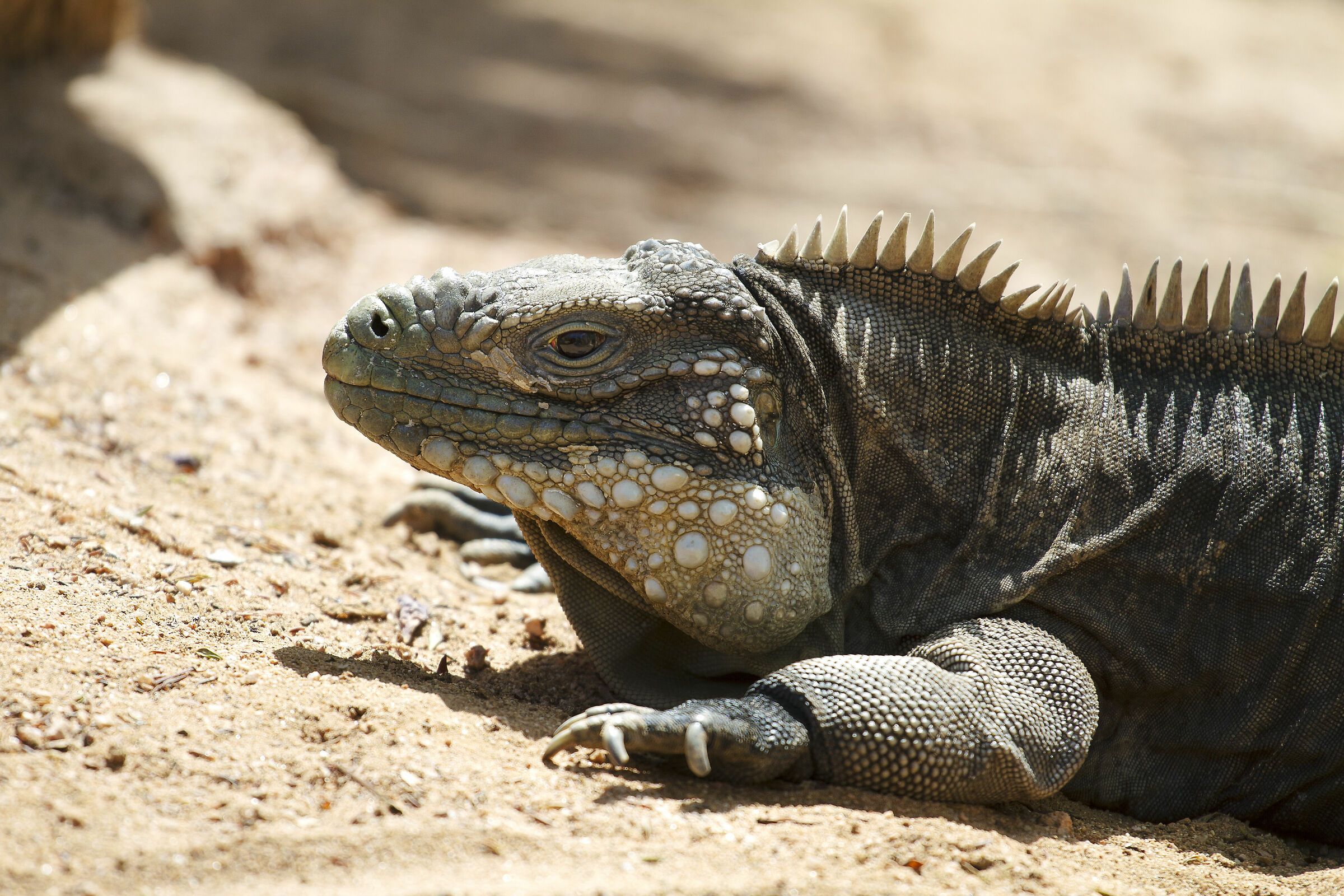 Iguana