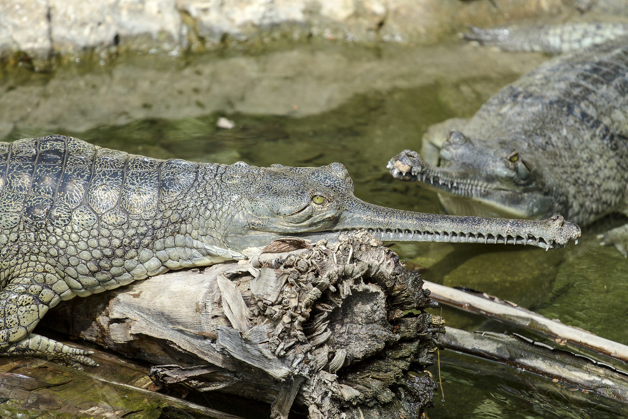 Slender-snouted Crocodile