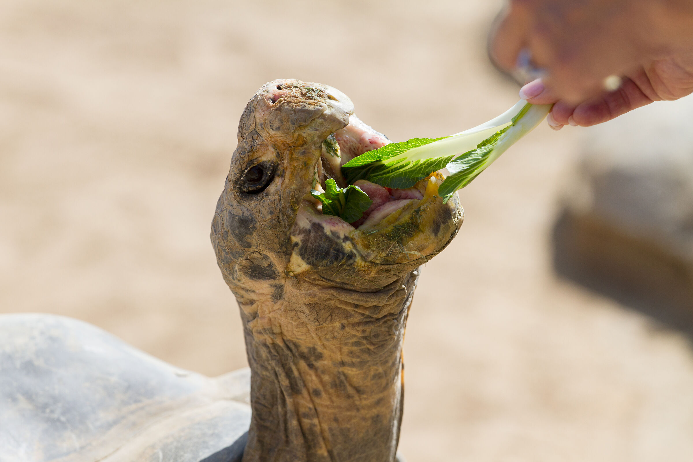 Galápagos Tortoise