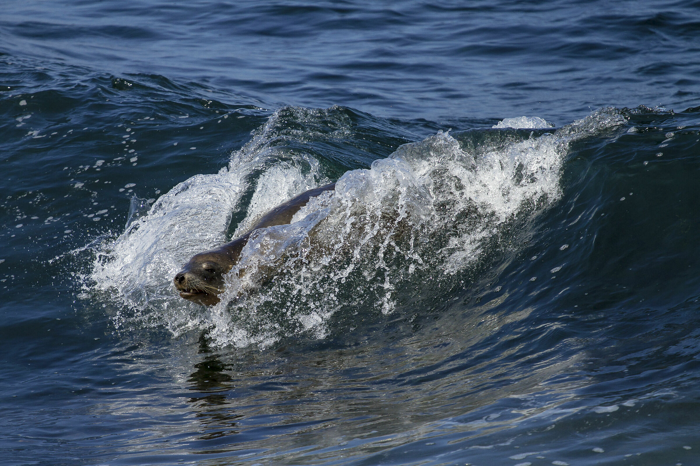 Surfing sea lion