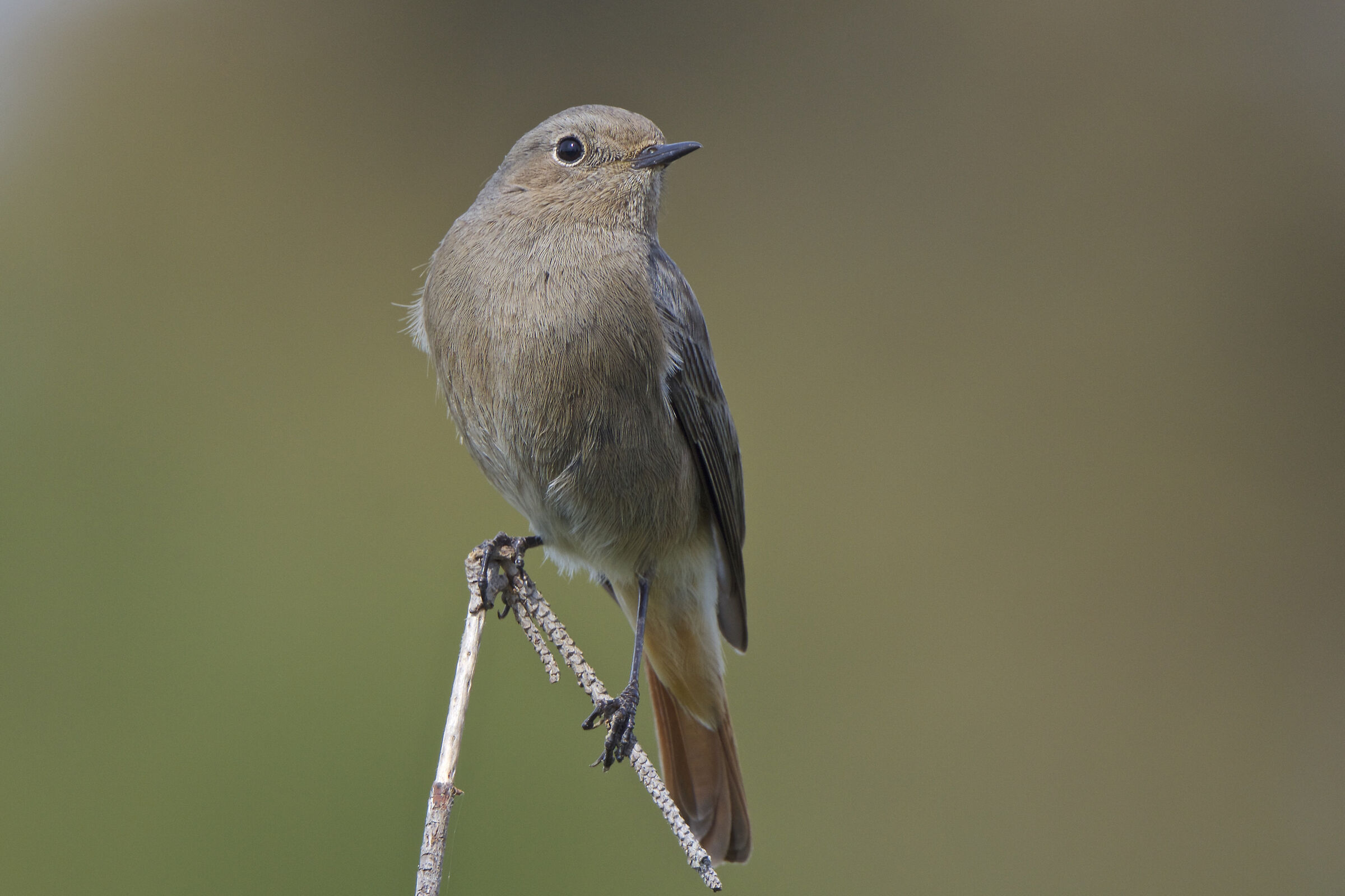 Codirosso spazzacamino