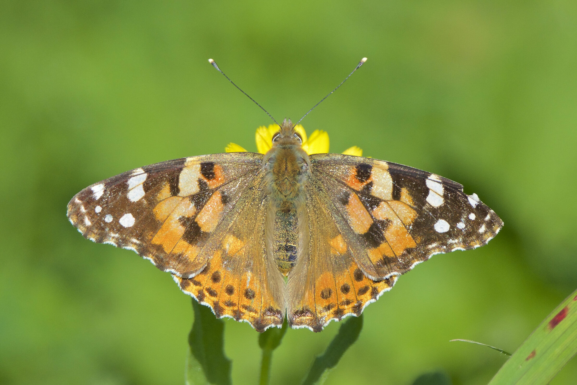 Vanessa cardui