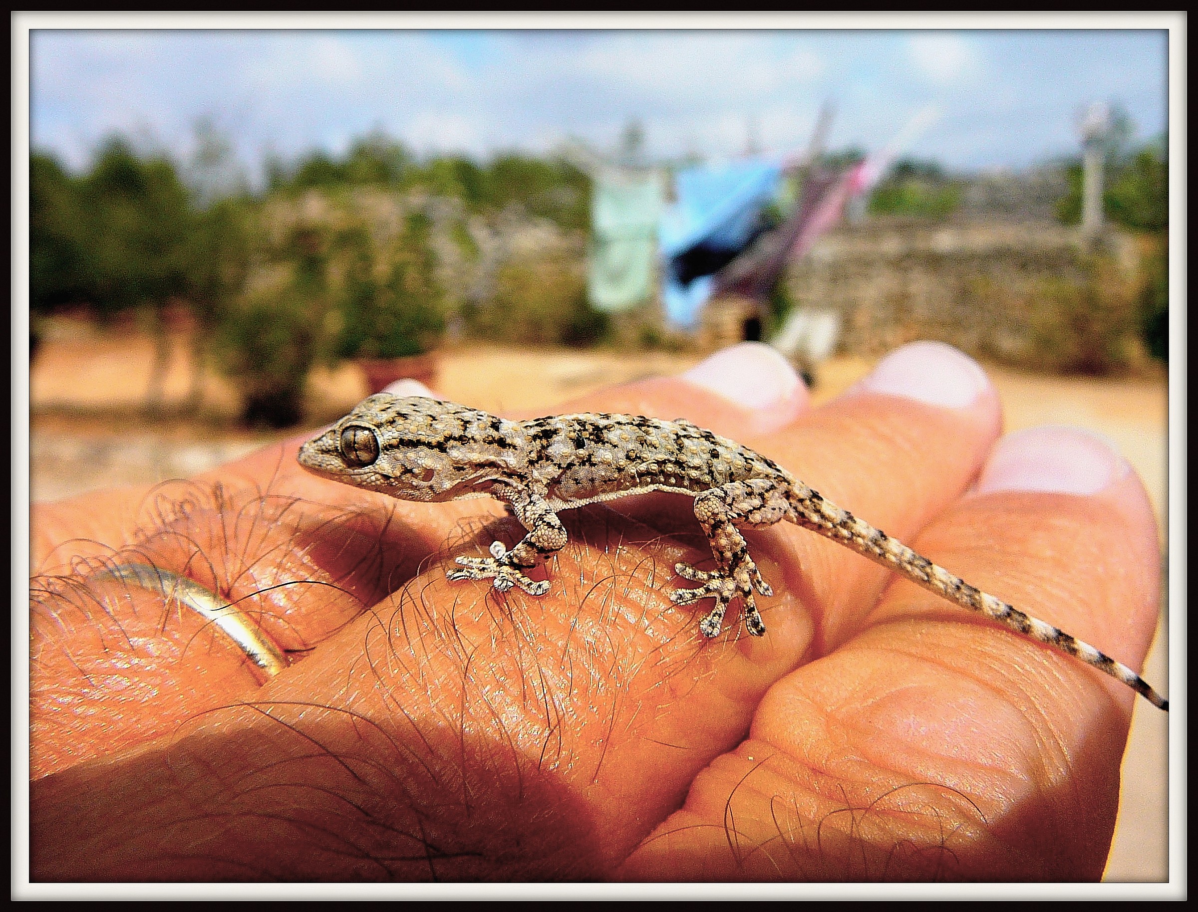 Mr. Jack ............... ino.