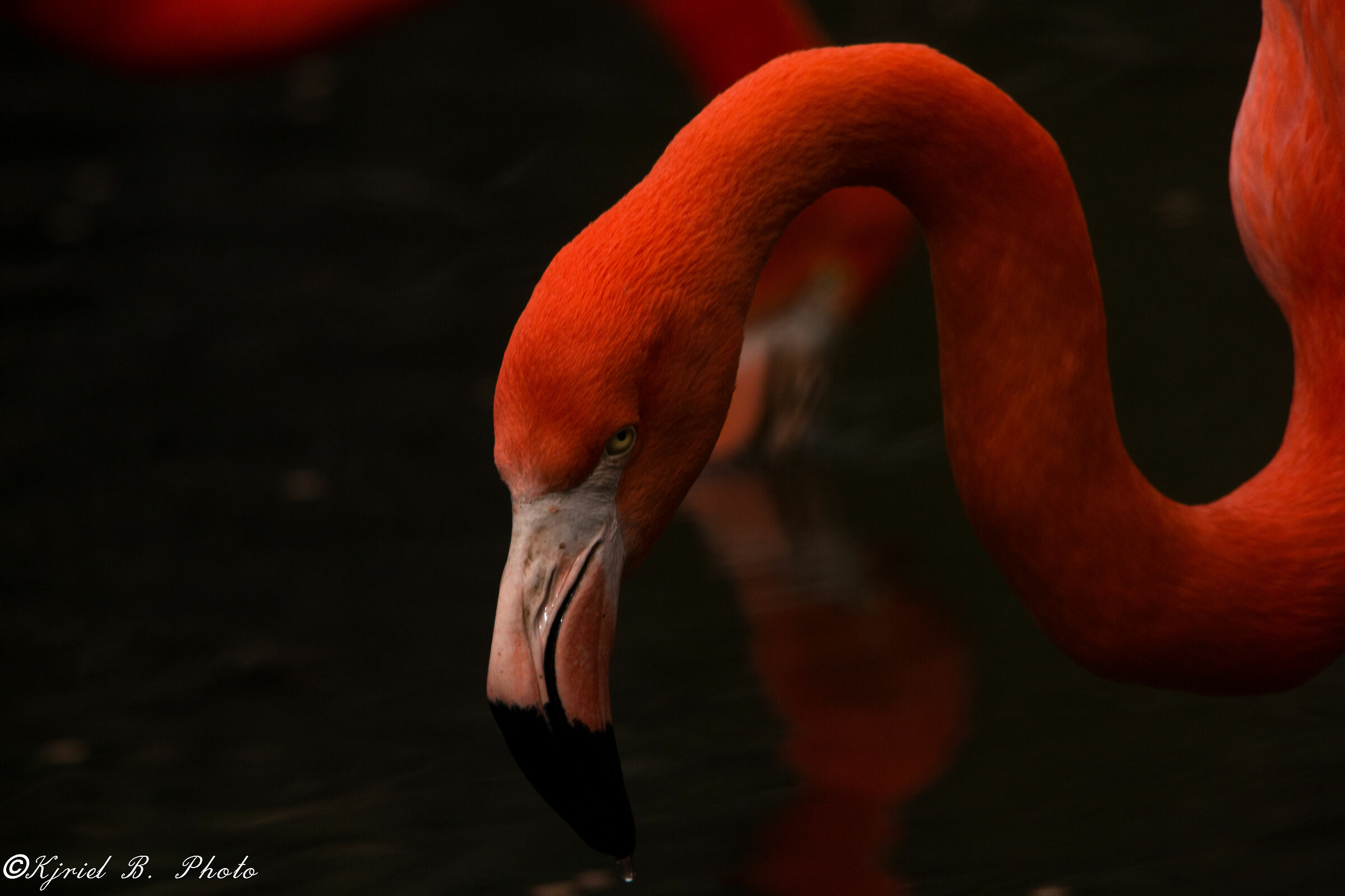 Flamingo