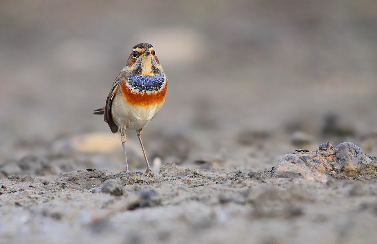 pettazzurro sulla luna