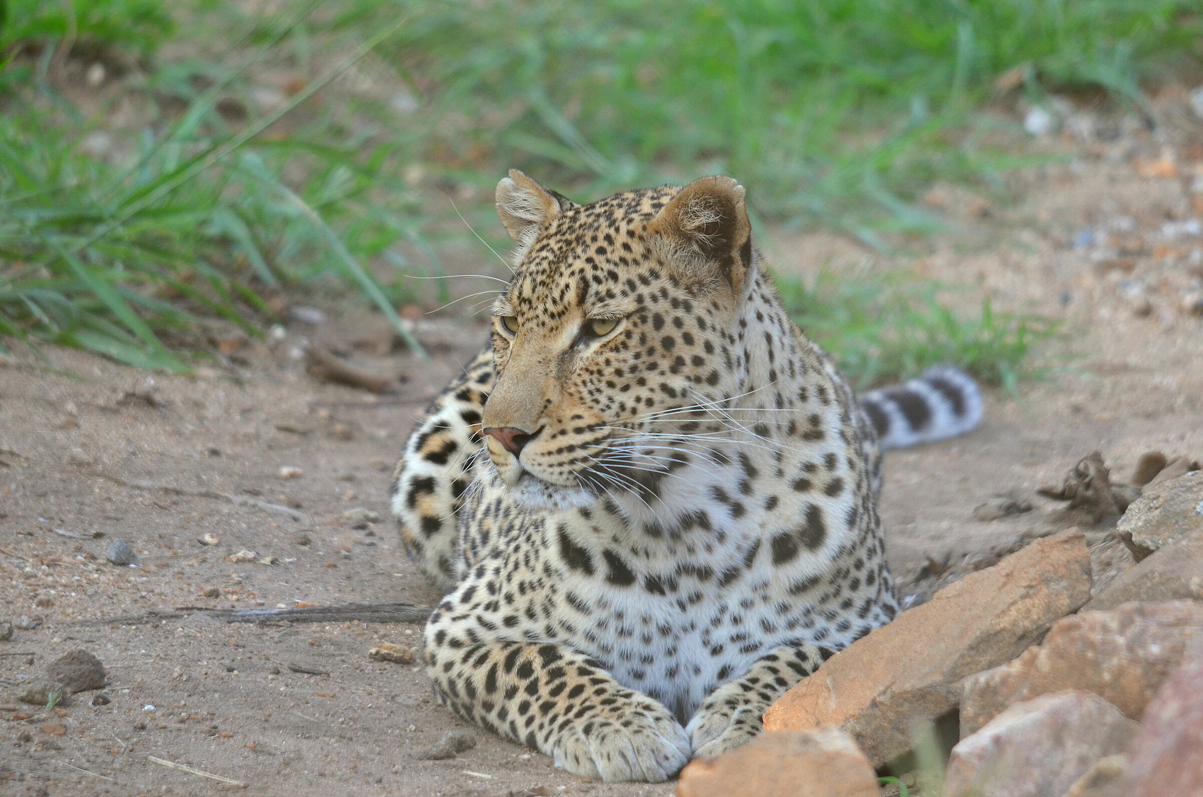 Leopard