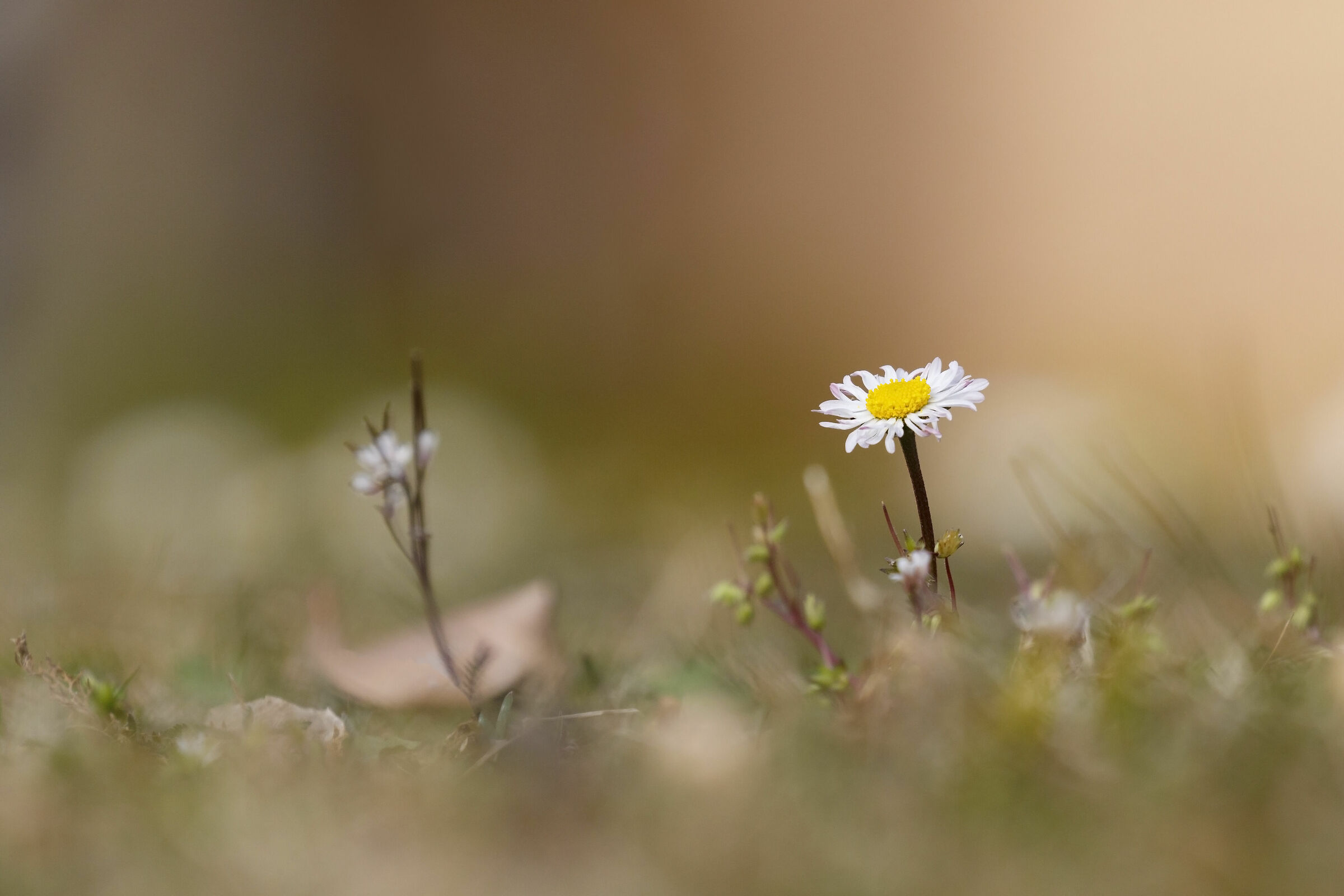 Pratolina   (Bellis perennis)