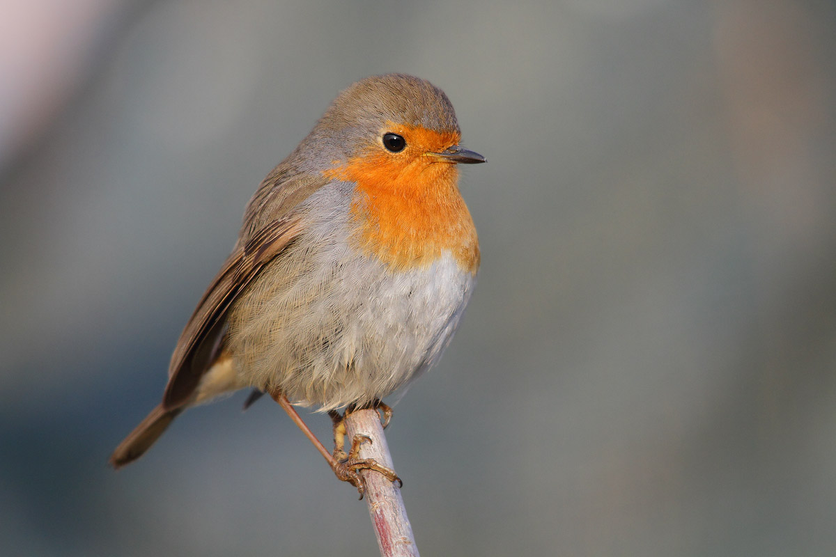 robin