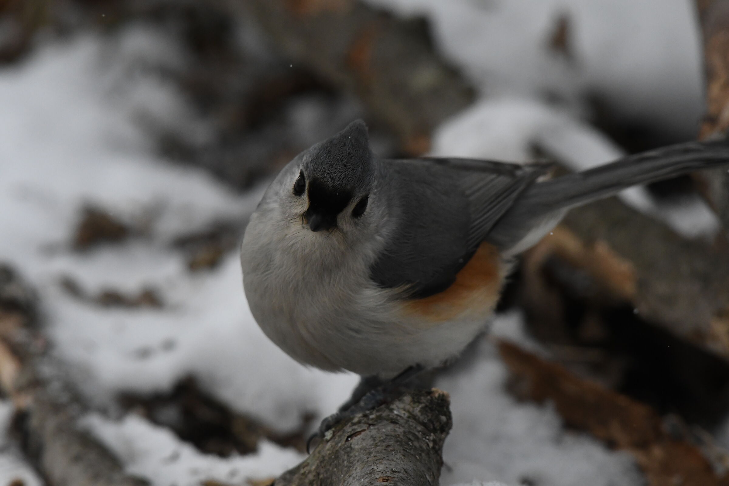 Tufted Titmouse Closeup