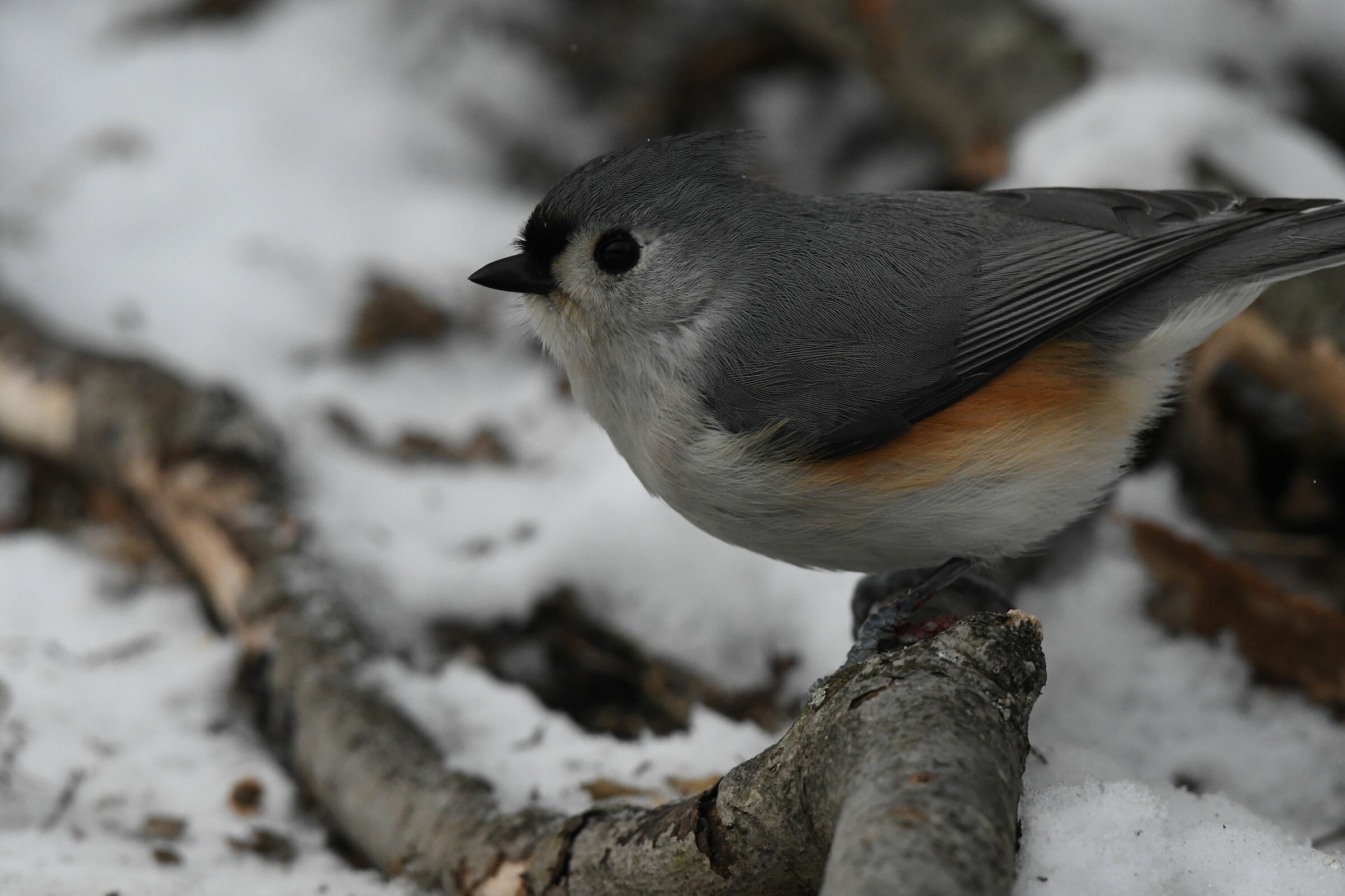 Tufted Titmouse
