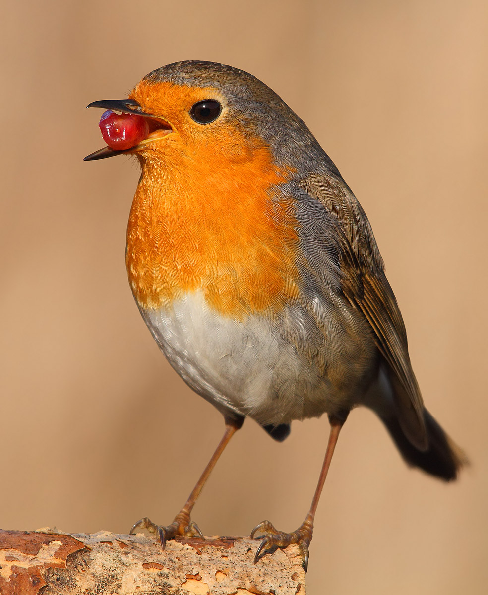 robin